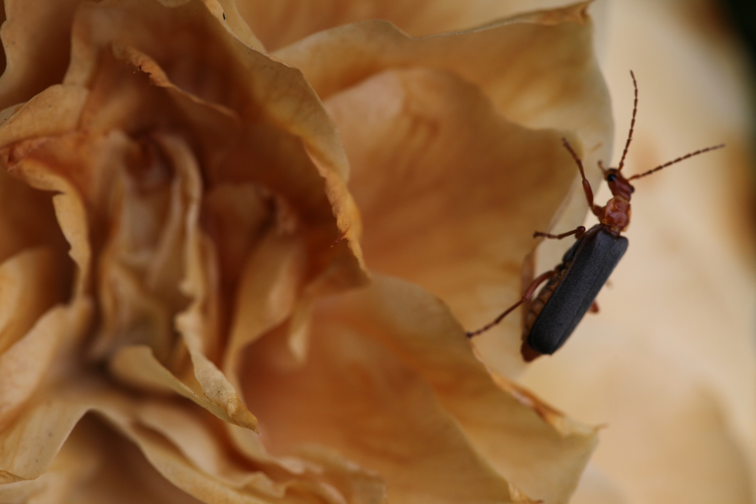 beetle on wilted rose, sonoma, california, usa