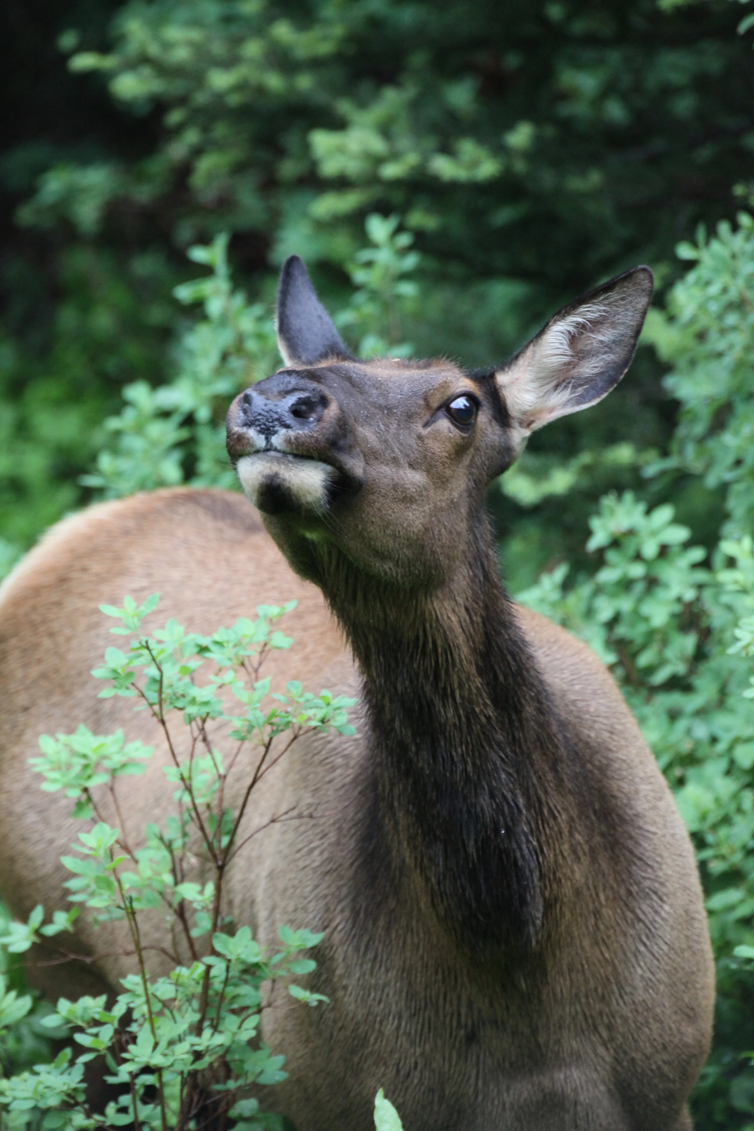 elk, glacier national park, montana, usa