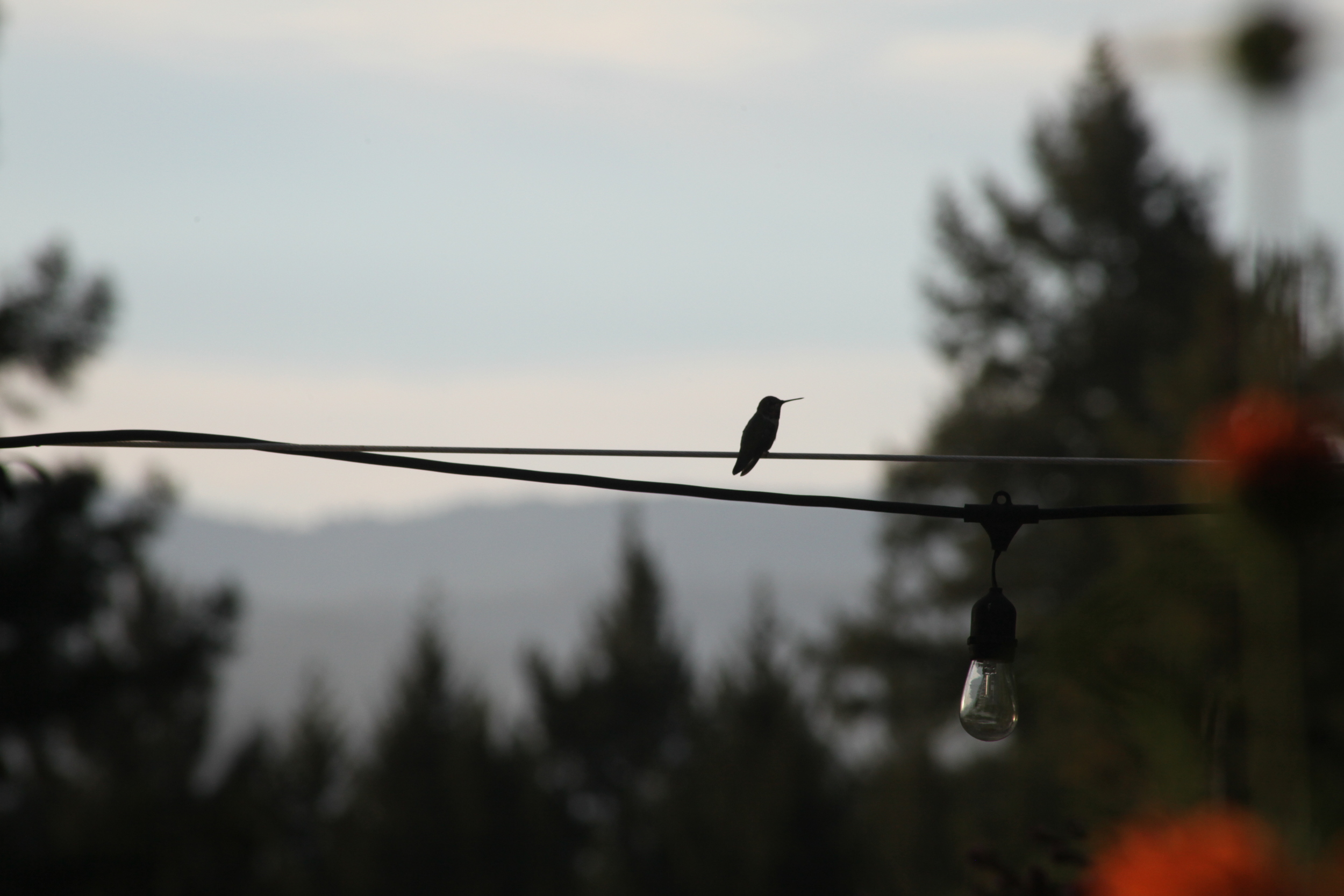hummingbird on wire, ben lomond, california, usa
