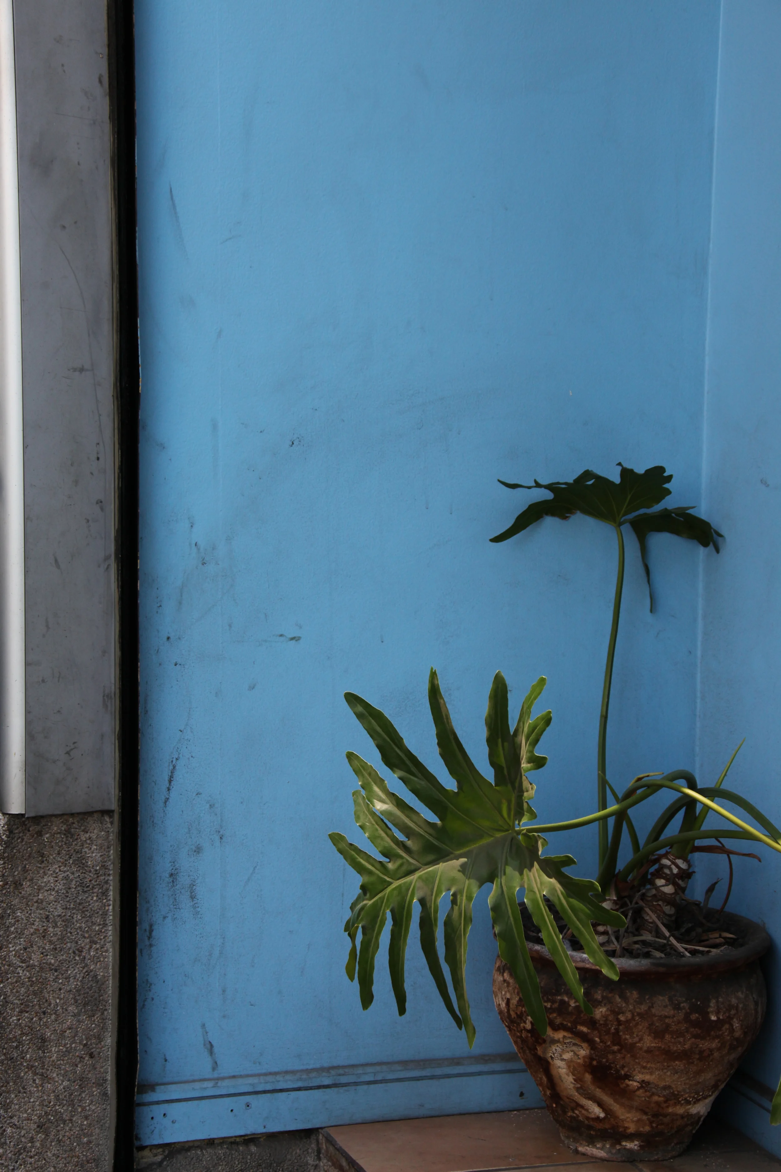 green plant blue wall, santiago, chile