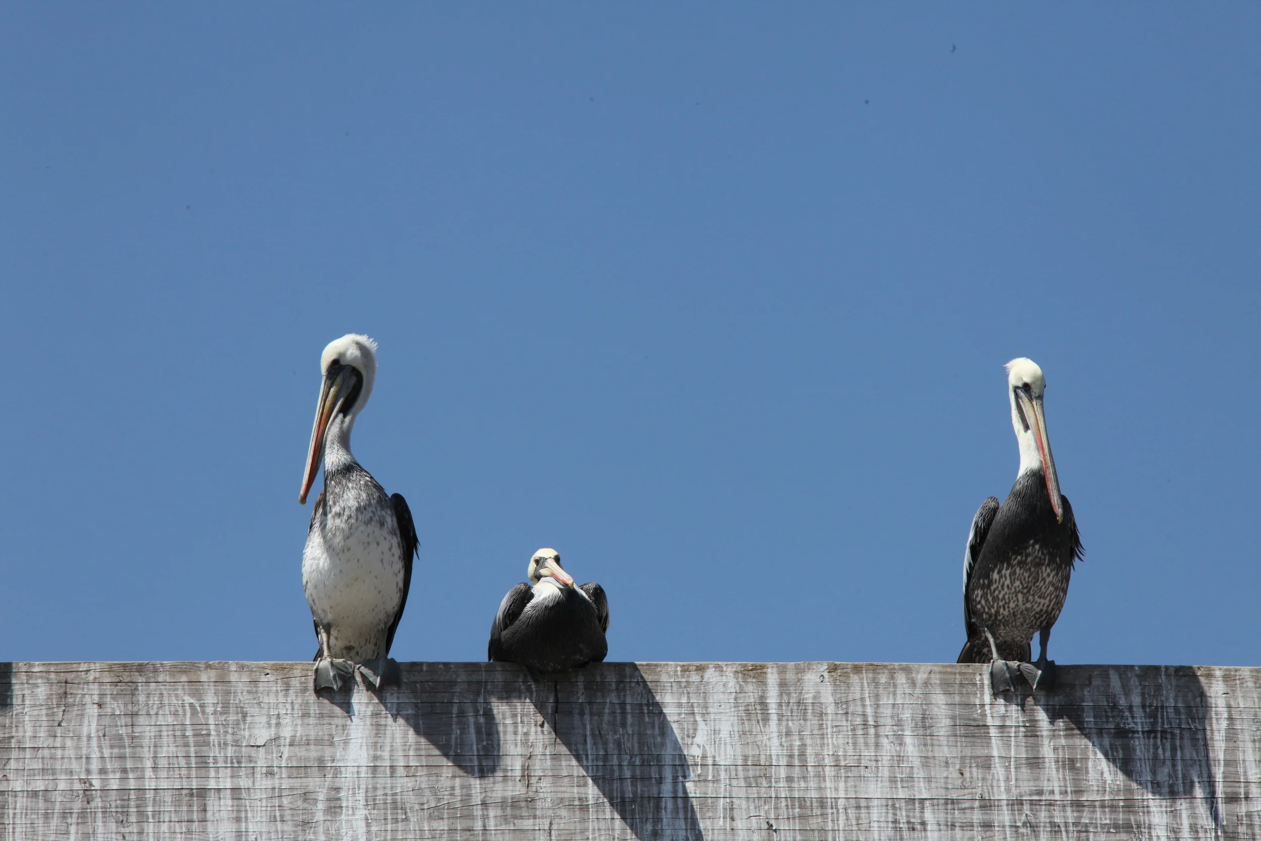 pelicans at fishermen's market, valparaiso, chile