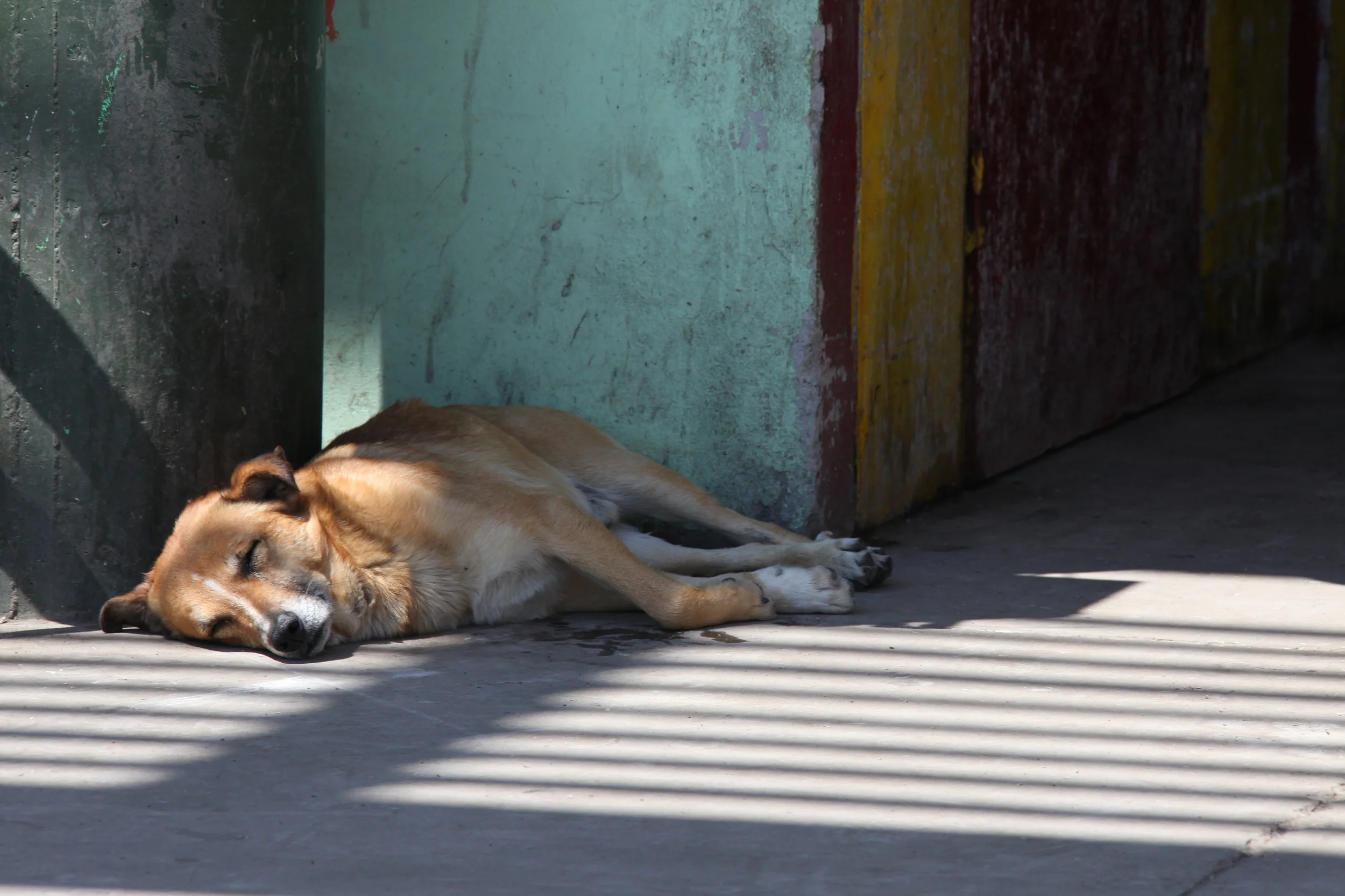 sleeping dog, valparaiso, chile