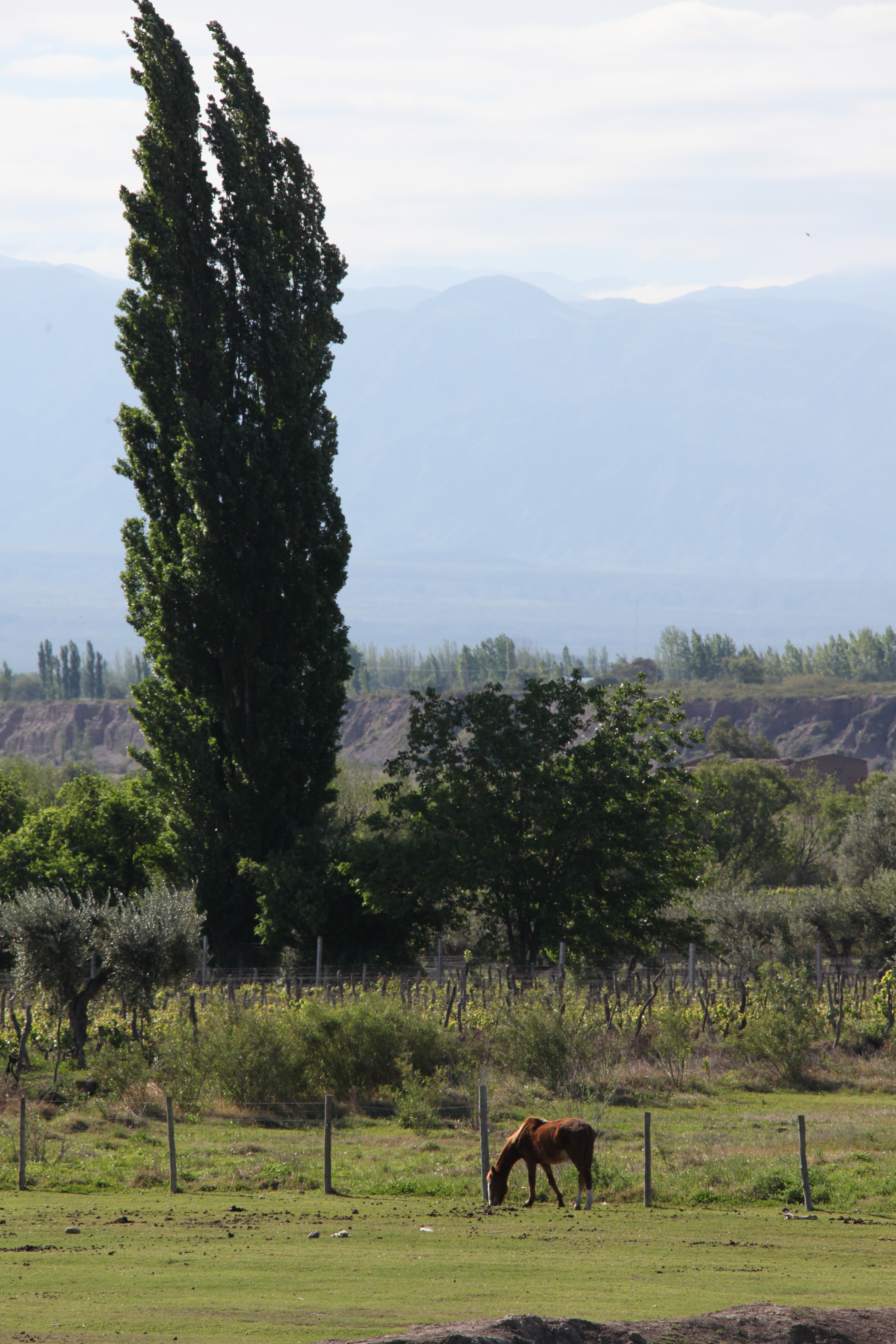 estancia horse, mendoza, argentina