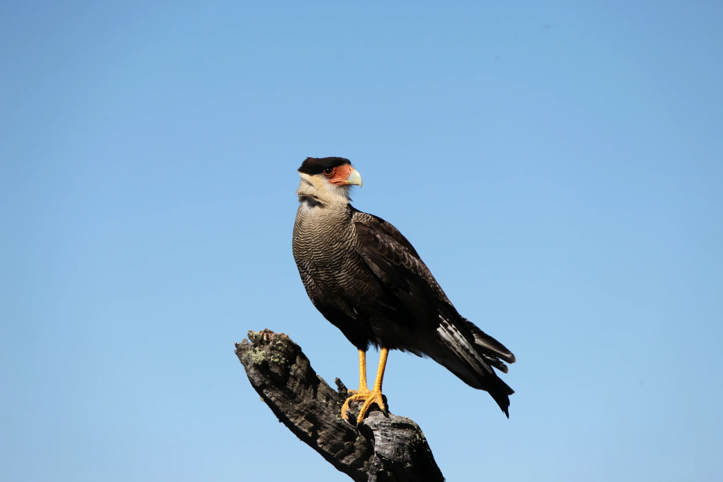 perched caracara, bariloche, argentina 