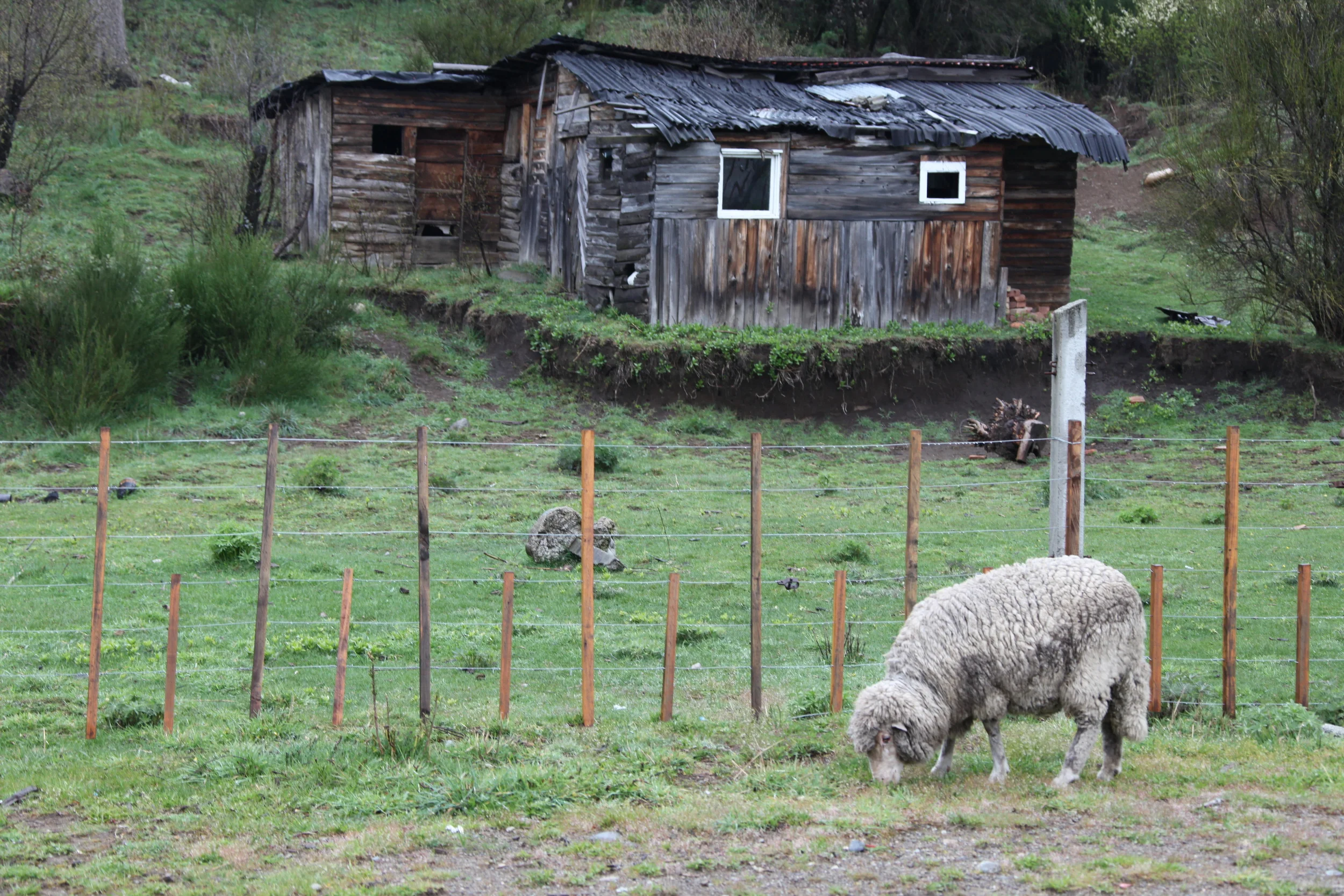 sheep and shack, seven lakes region, argentina