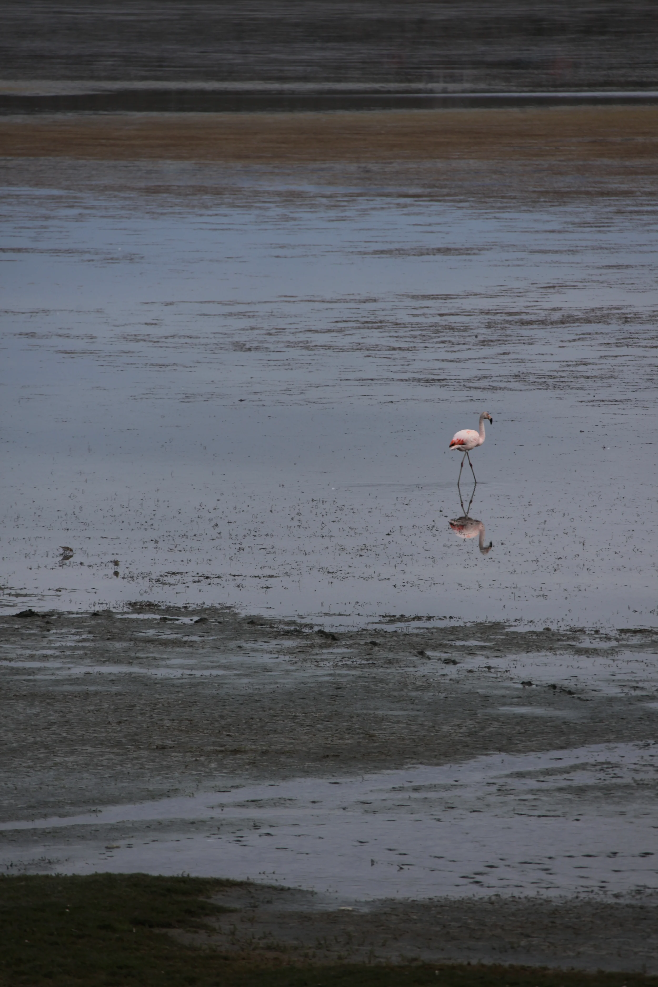 pink flamingo, el calafate, argentina