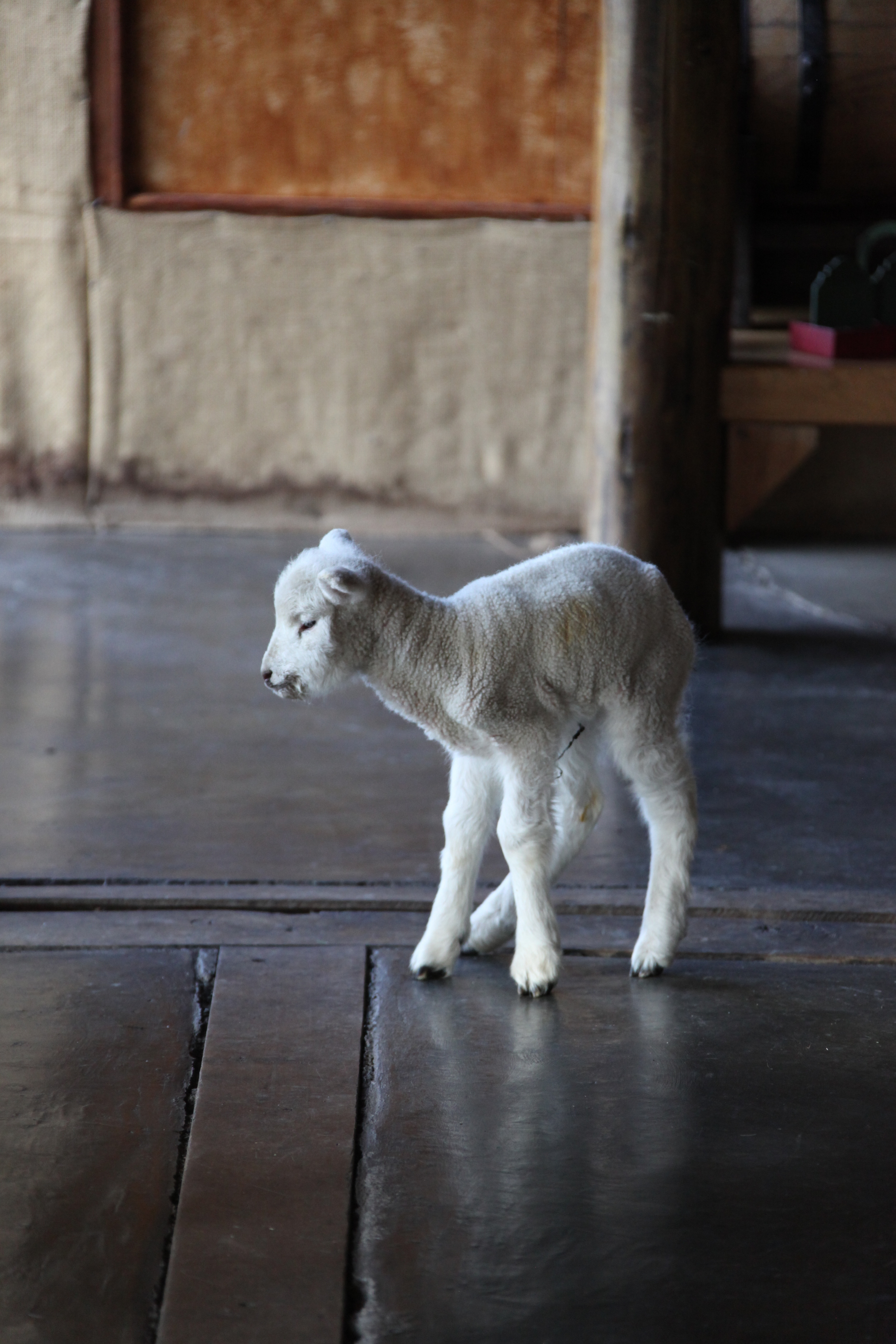 six day old lamb, nabipo aike, argentina