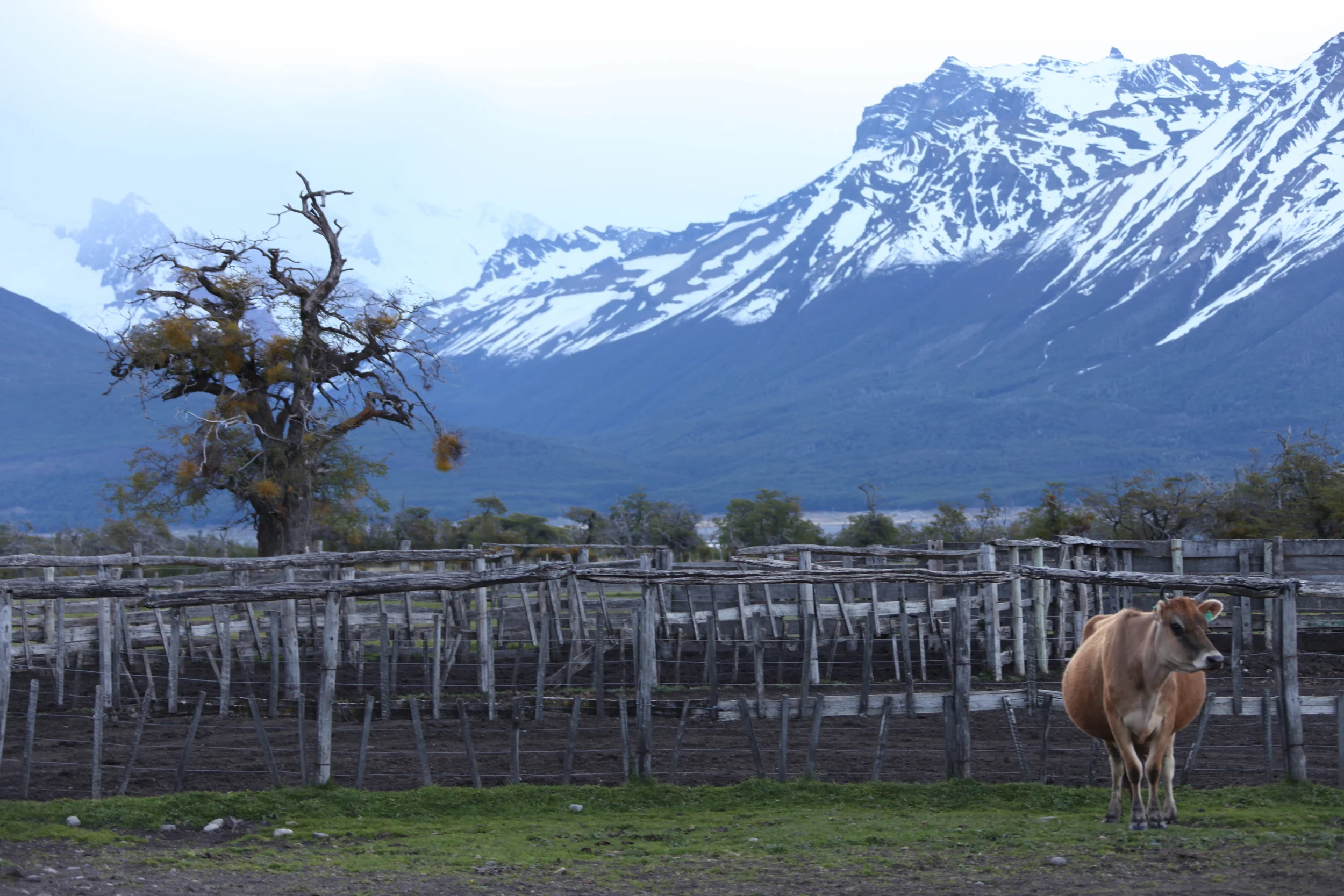 estancia cow, nabipo aike, argentina