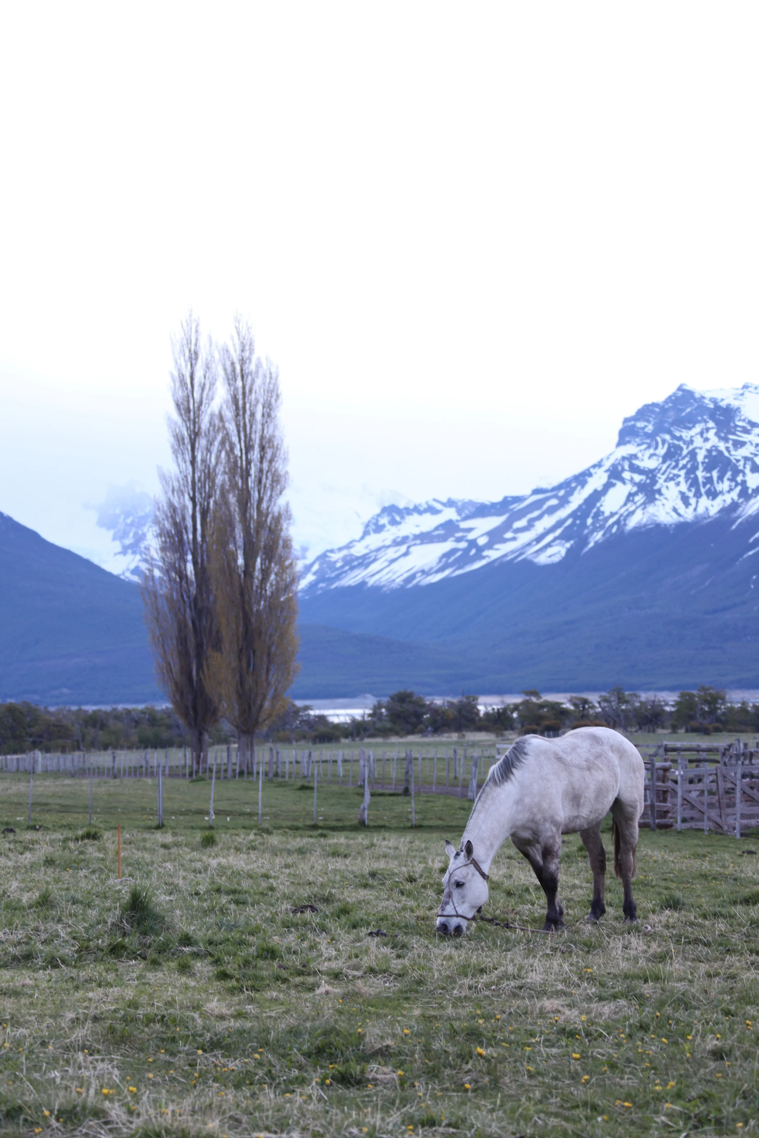 nabipo aike horse grazing, argentina