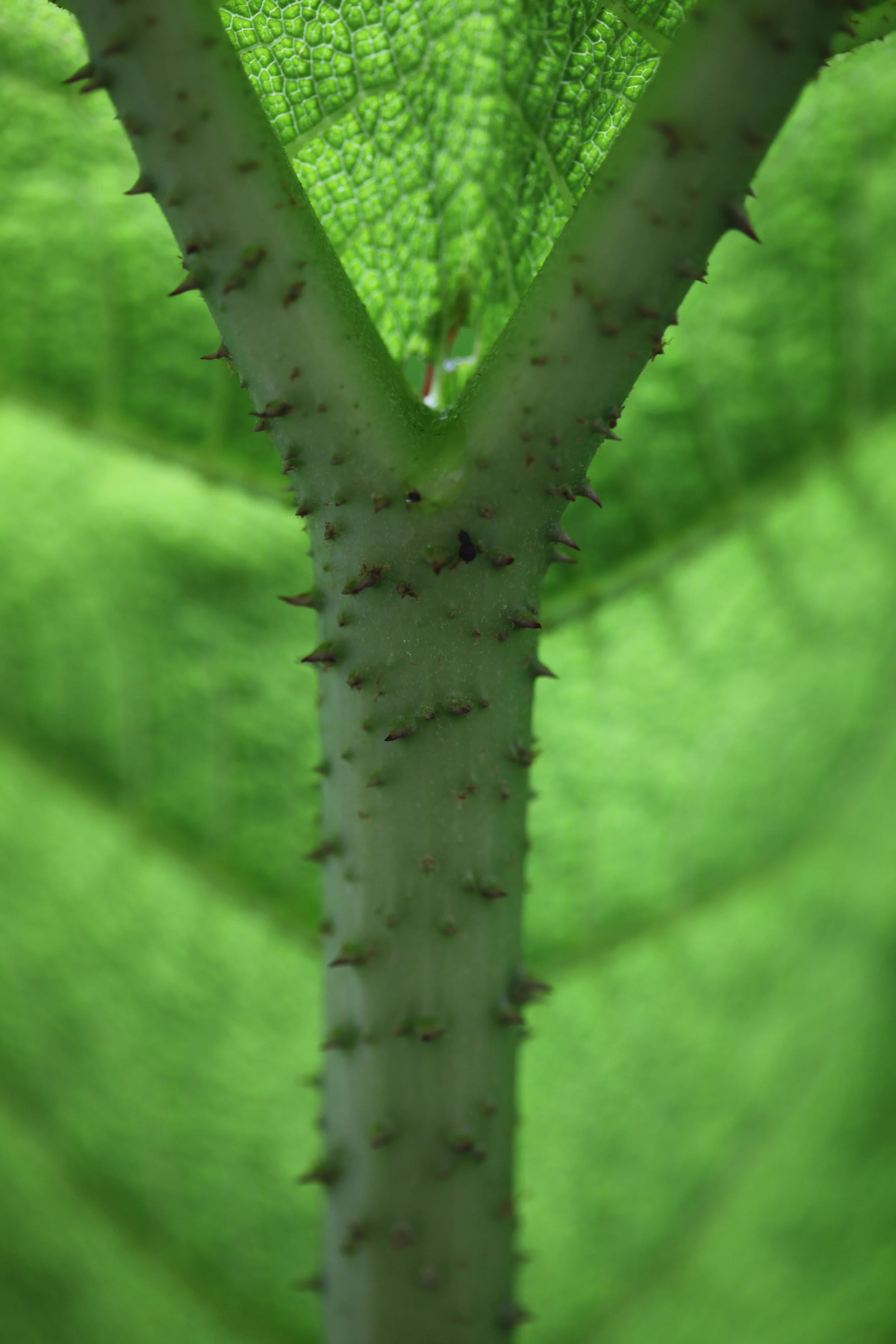 spiny leaf stem, vancouver, british columbia, canada