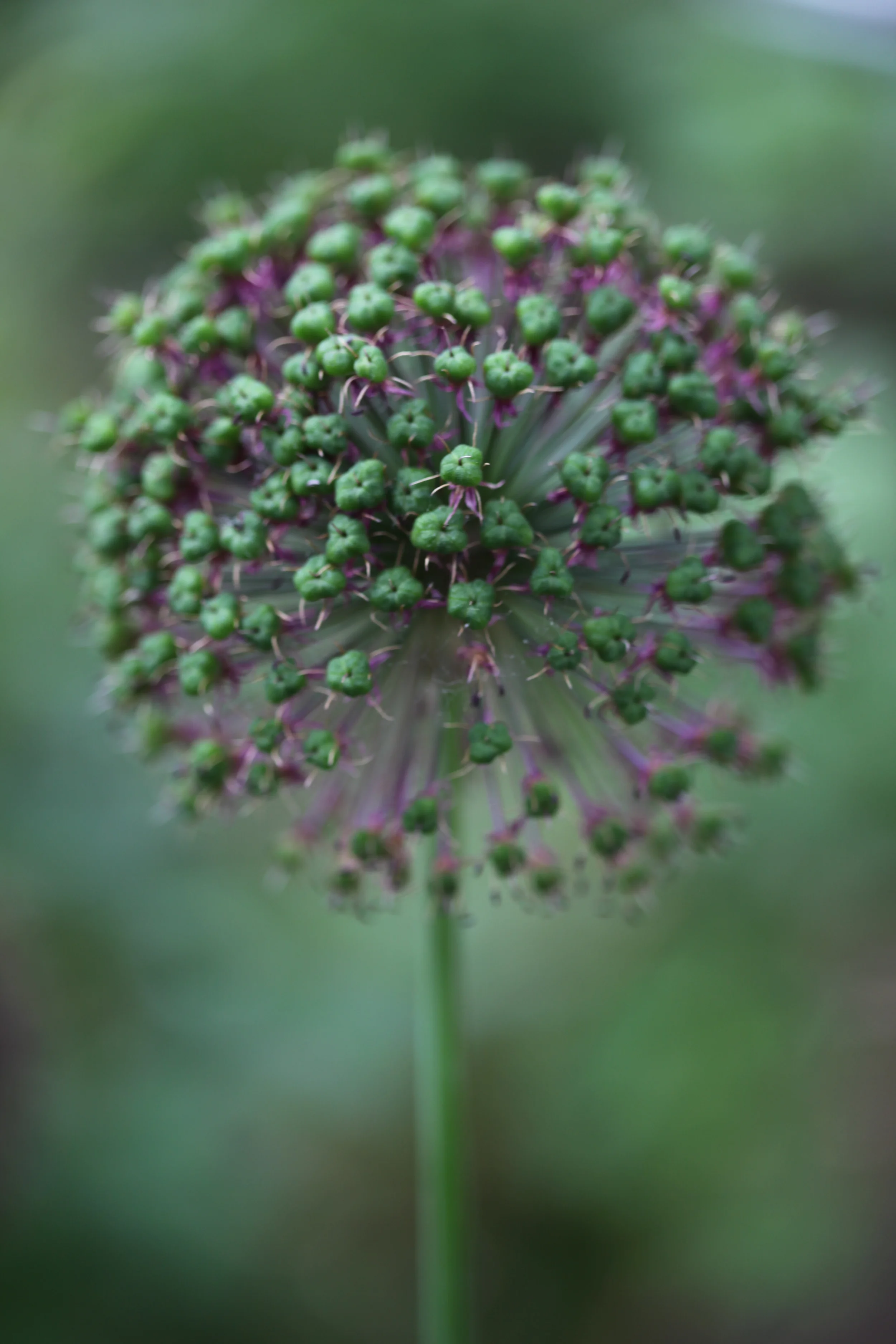 green and purple flower, vancouver, british columbia, canada