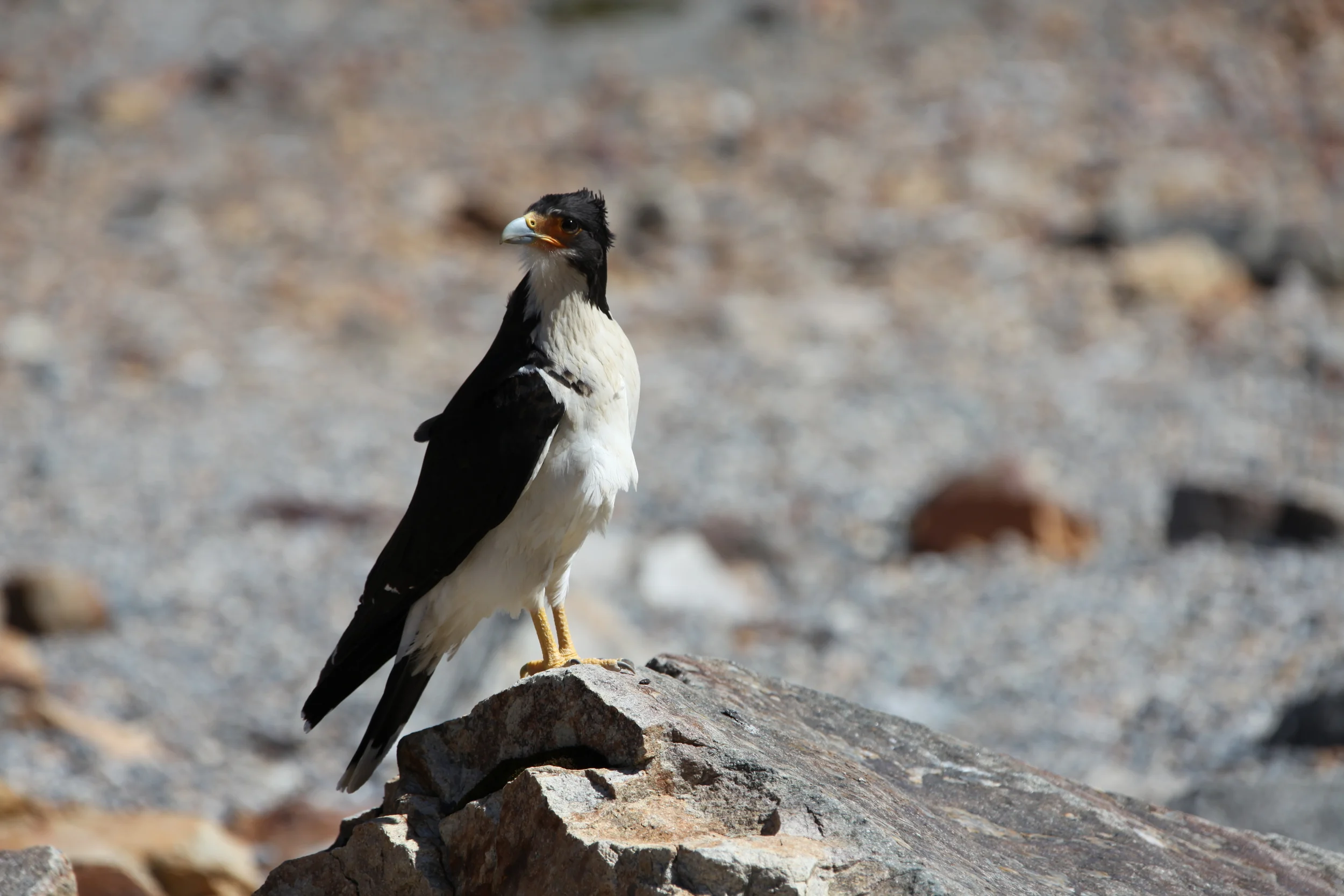 caracara at laguna torre, el chalten, argentina