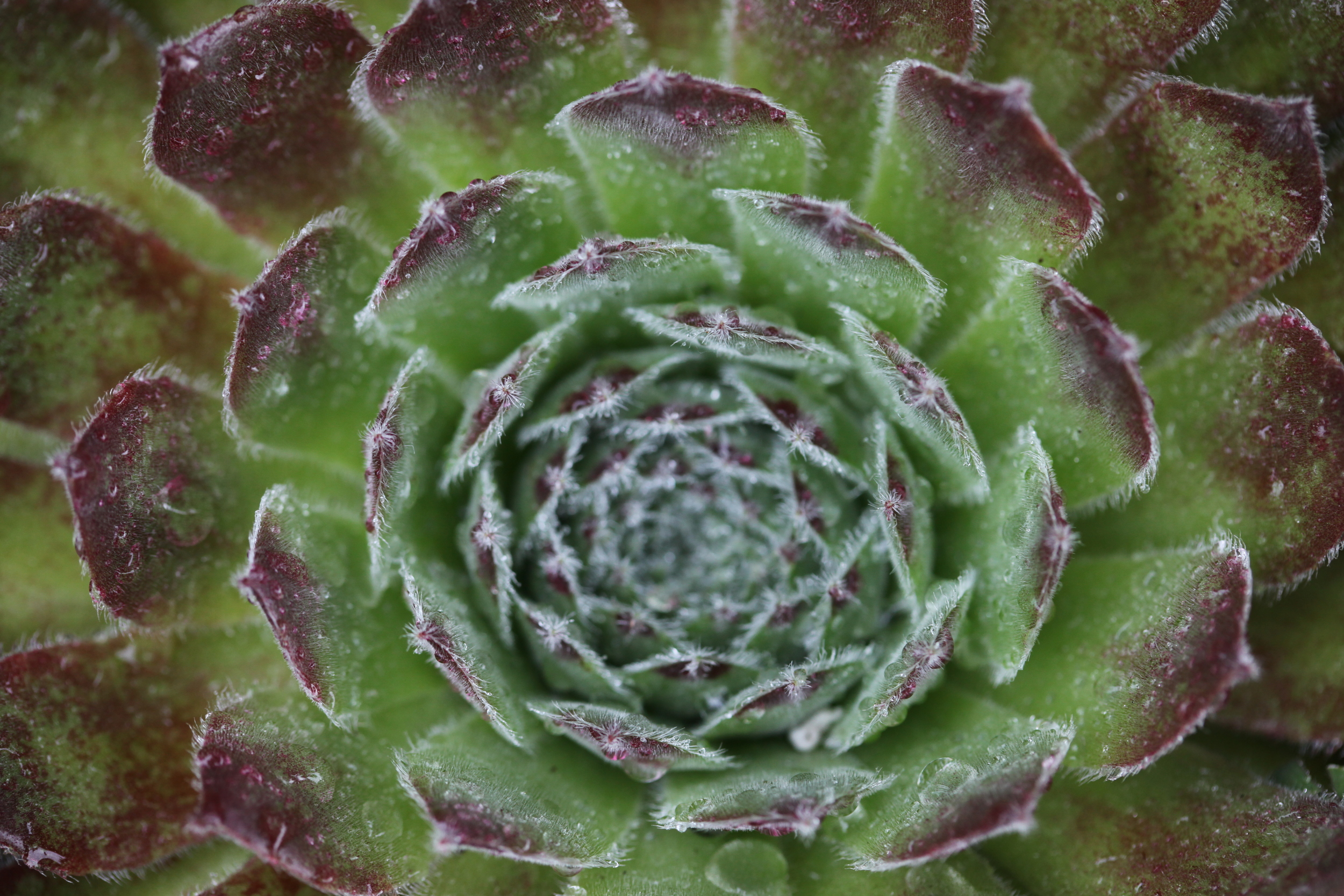green and purple plant, vancouver, british columbia, canada