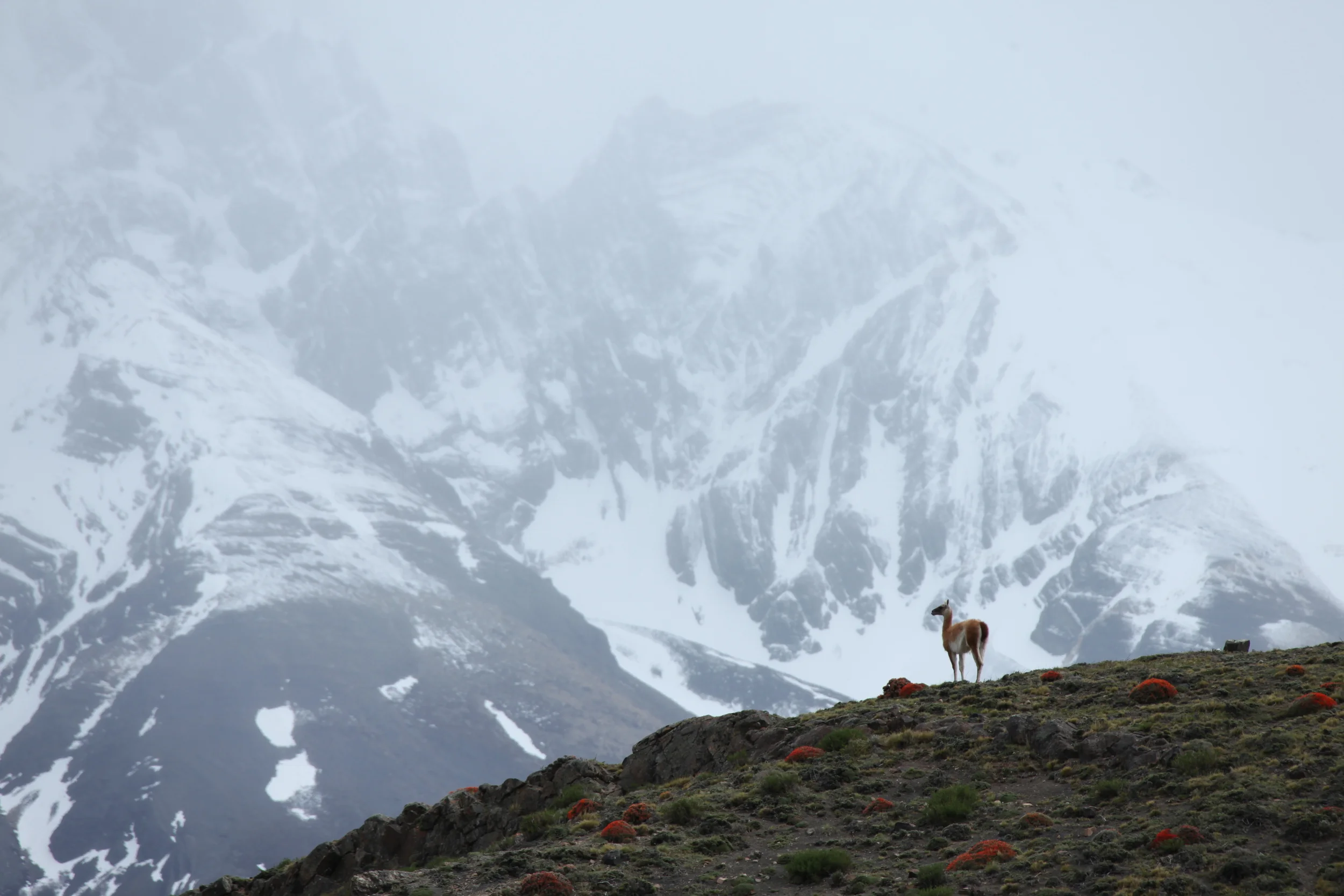 guanaco and mountains, torres del paine, chile