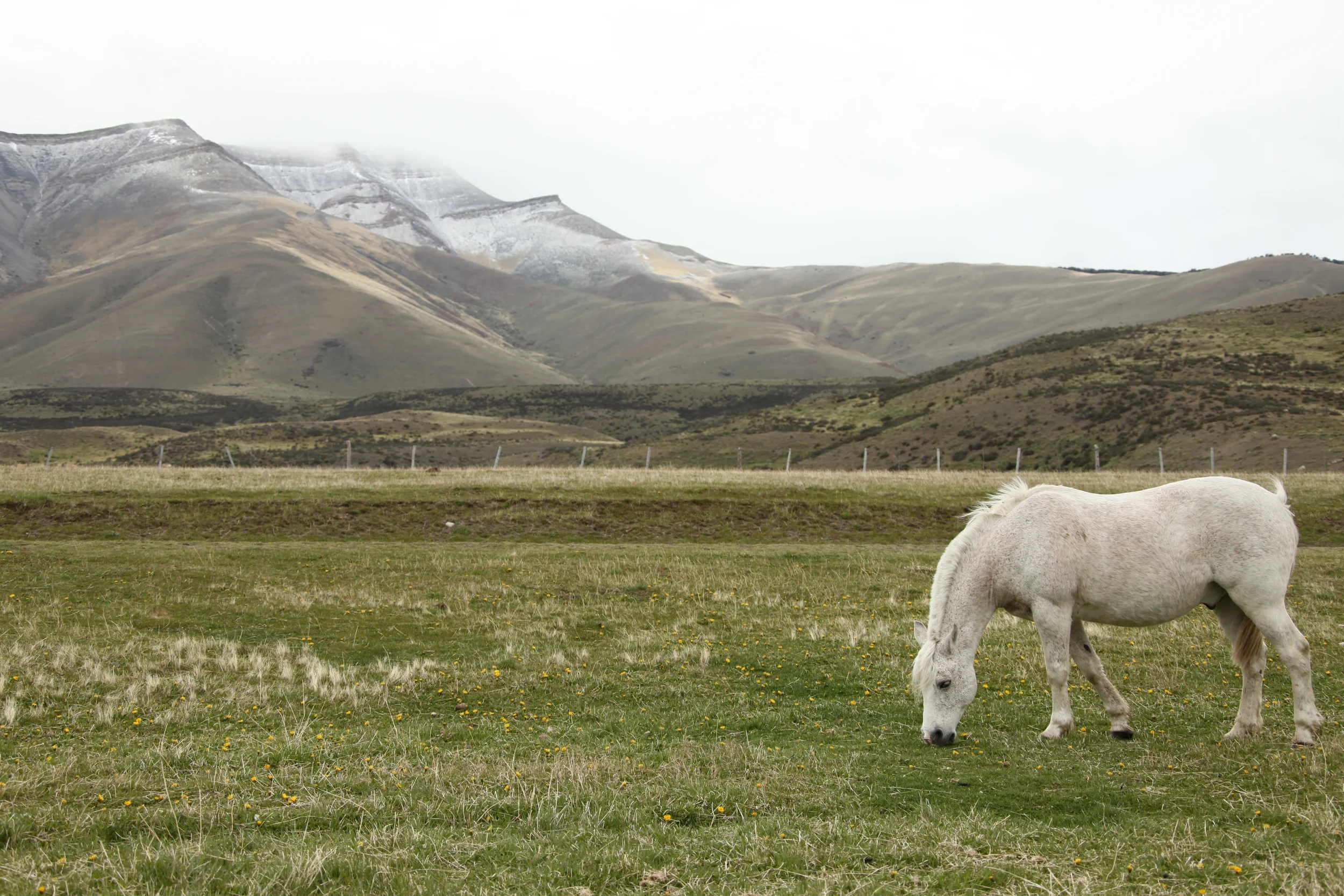 horse grazing, torres del paine, chile