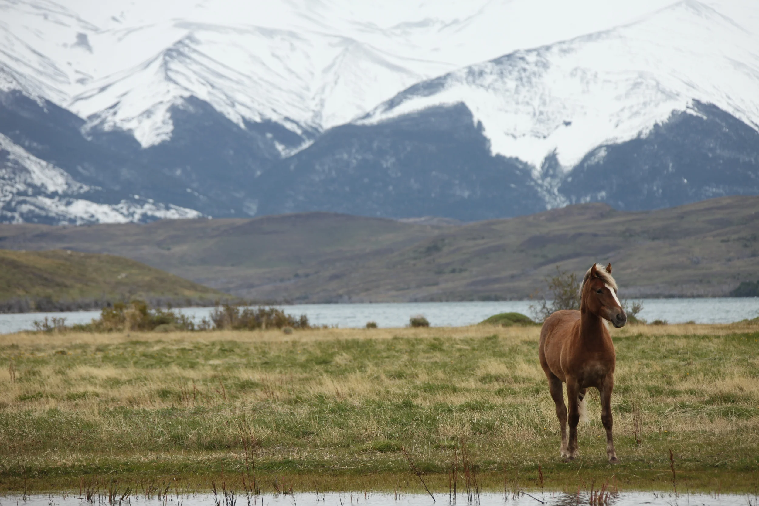 horse and mountains, torres del paine, chile