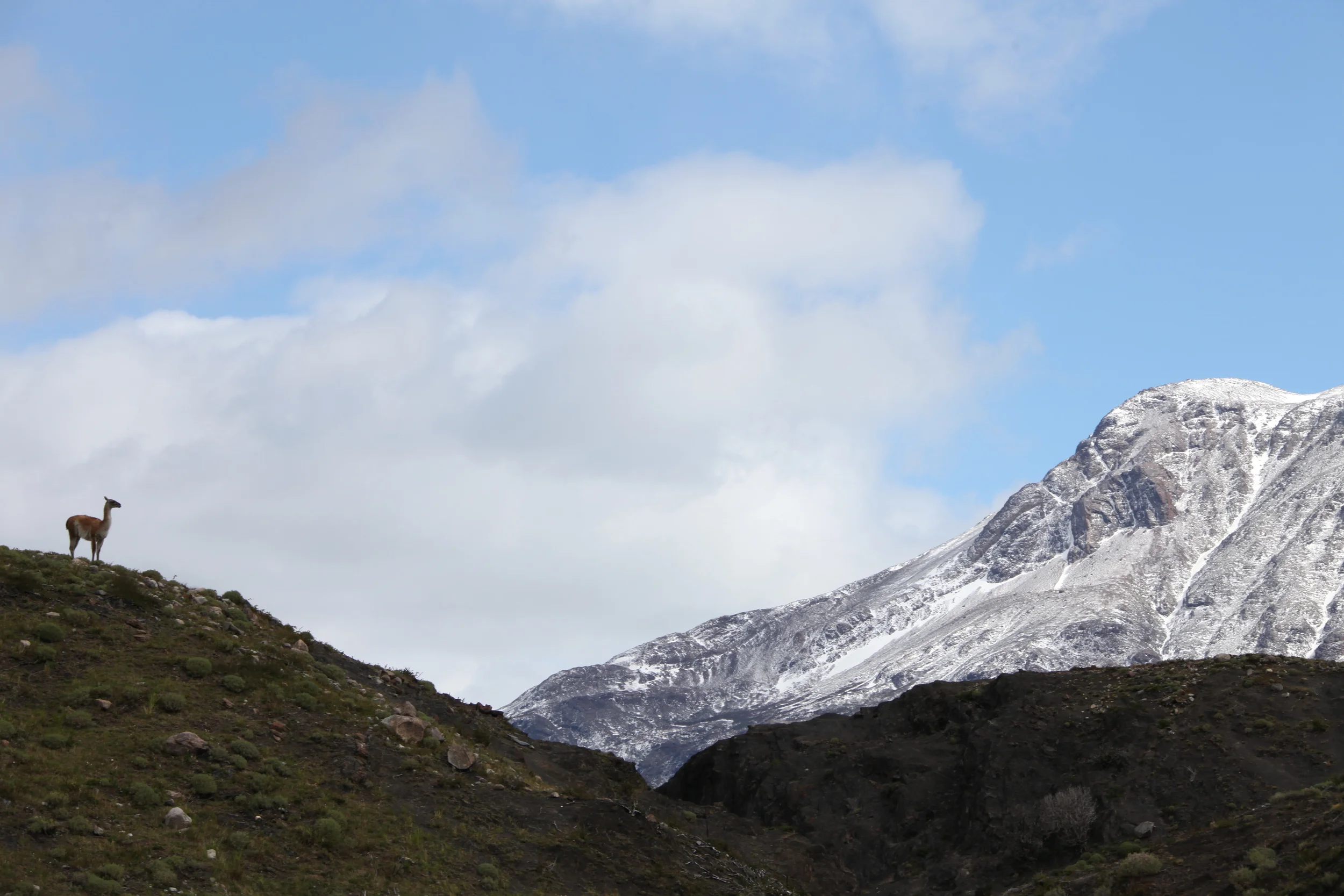 guanaco on a hill, torres del paine, chile