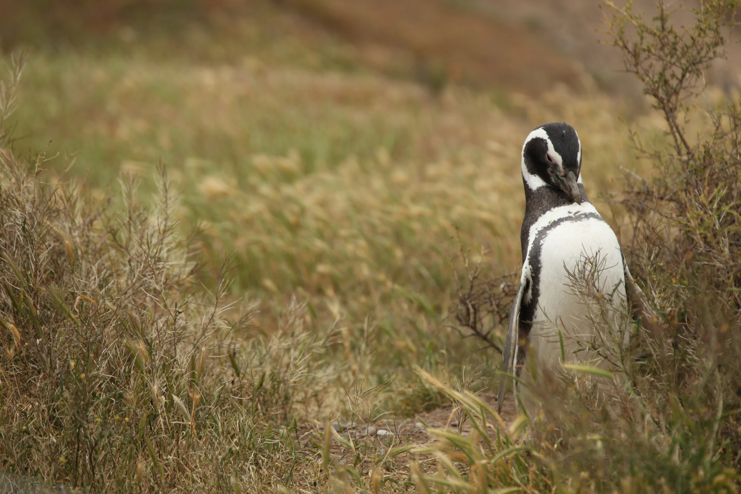penguin, peninsula valdez, argentina