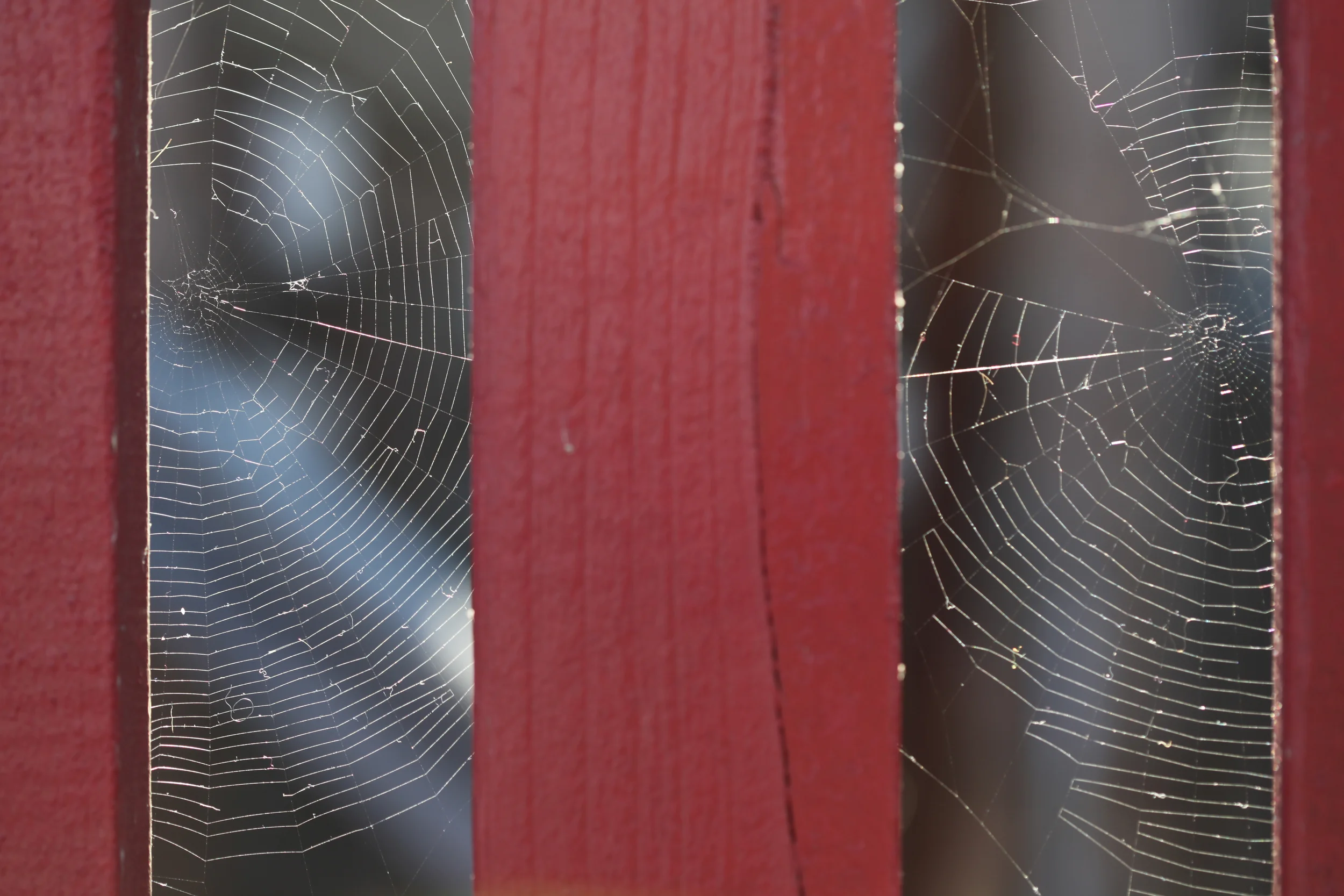 spiderwebs between fence posts, steveston, british columbia, canada