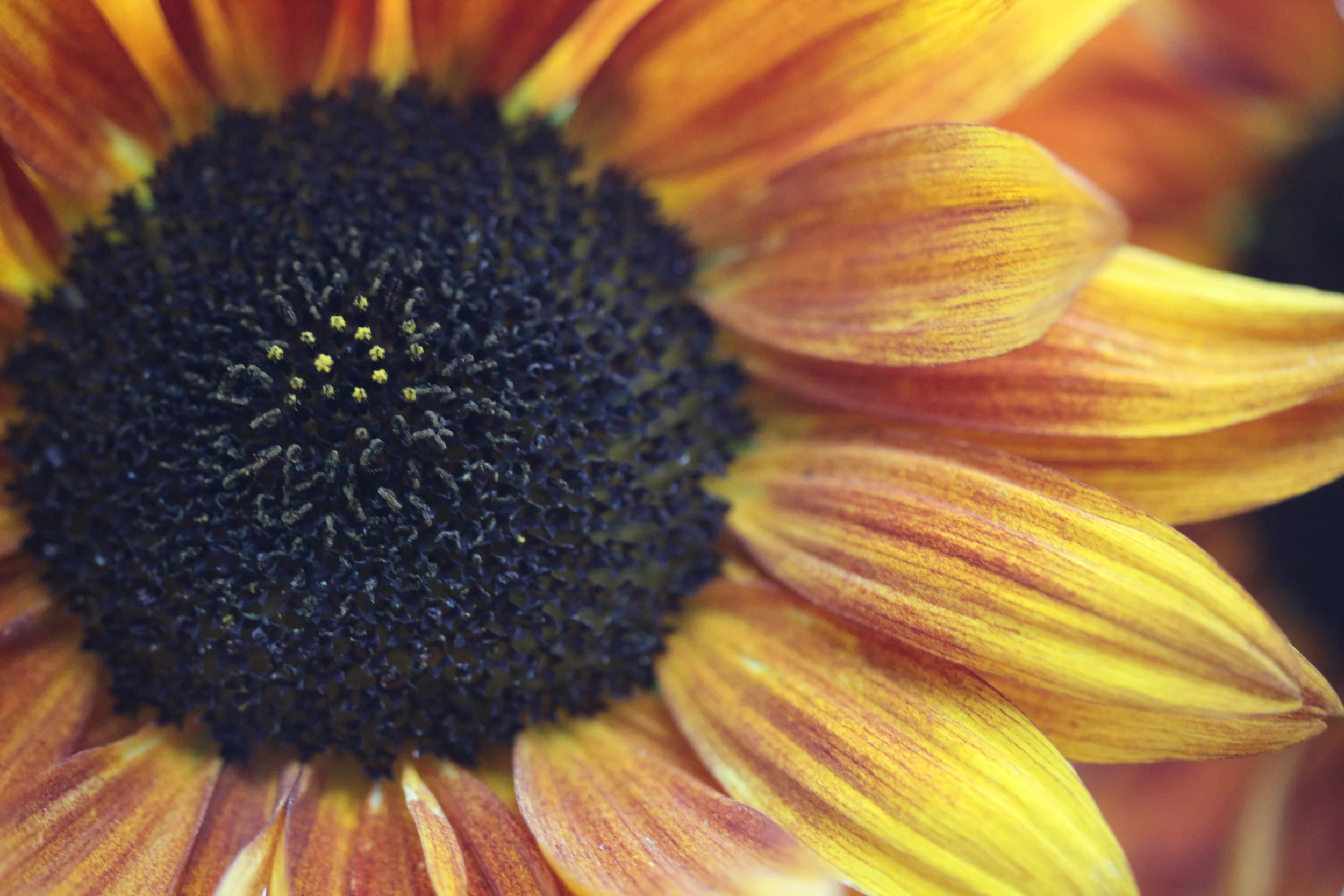 sunflower, steveston, british columbia, canada