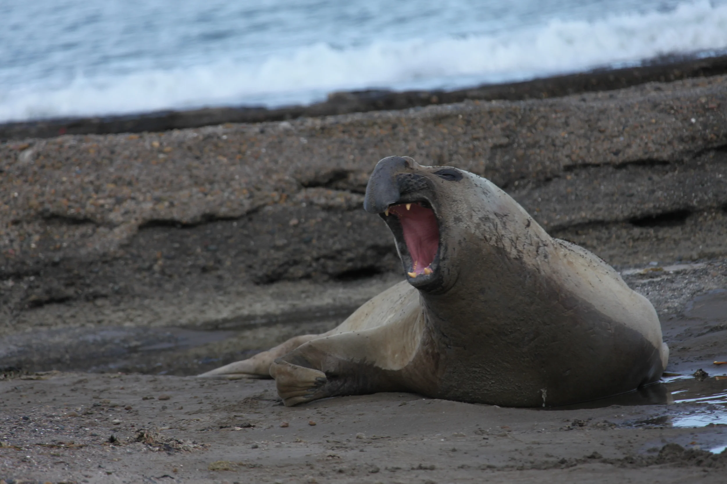 elephant seal, isla escondida, argentina