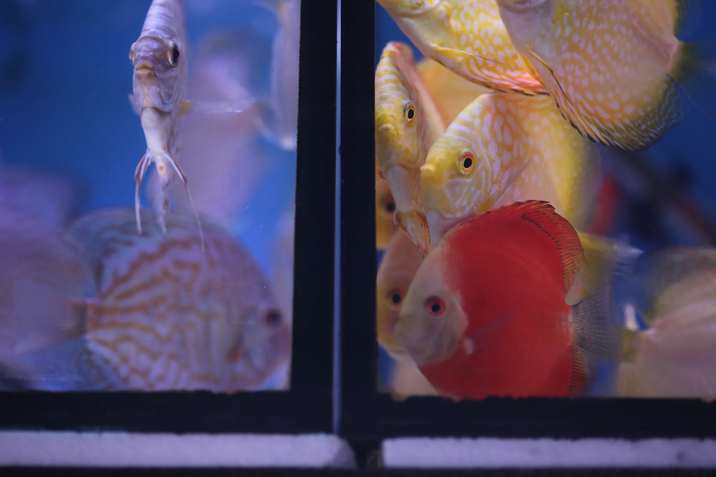 aquarium fish, hong kong