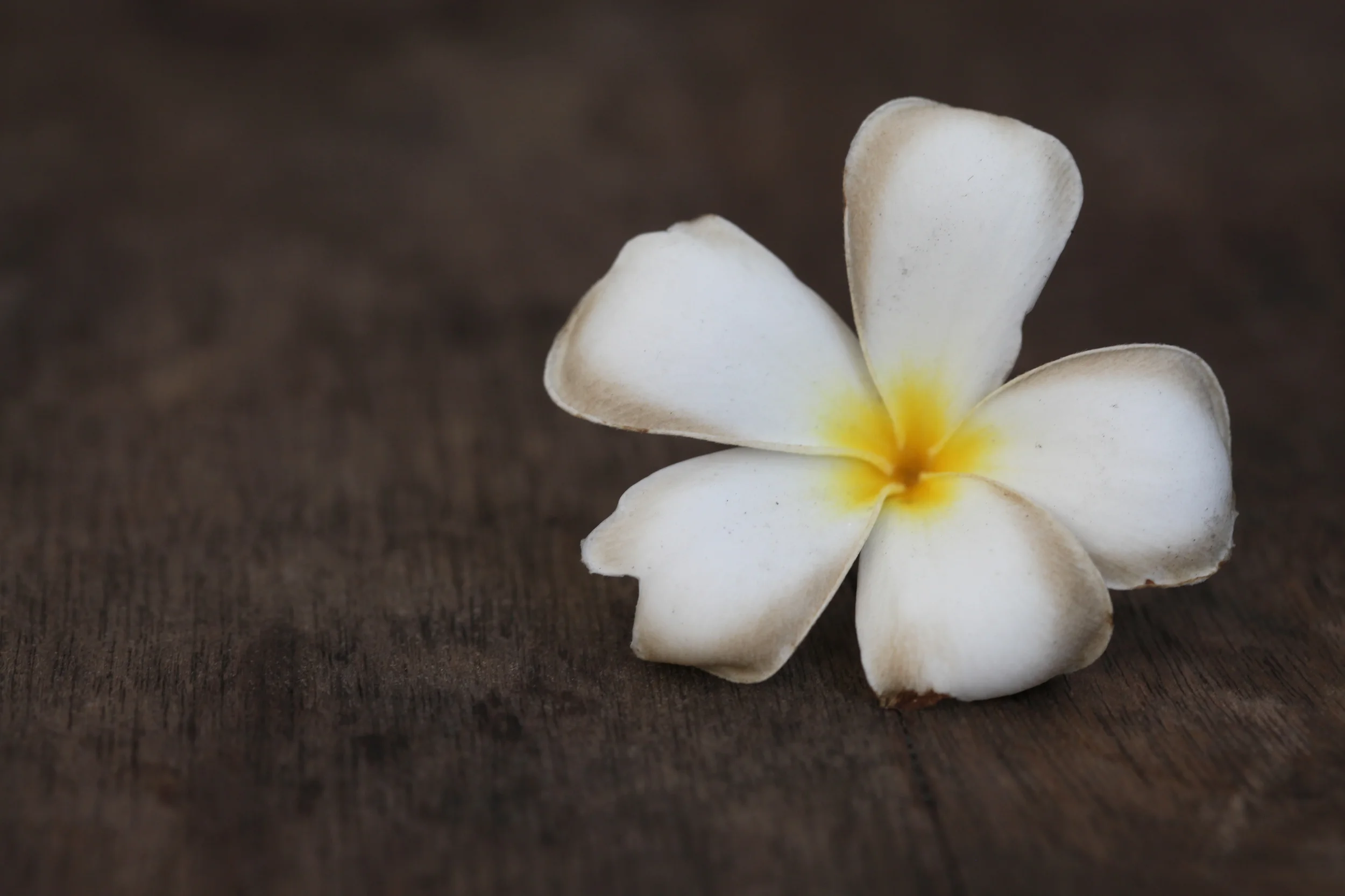 jasmine flower, ho chi minh city, vietnam