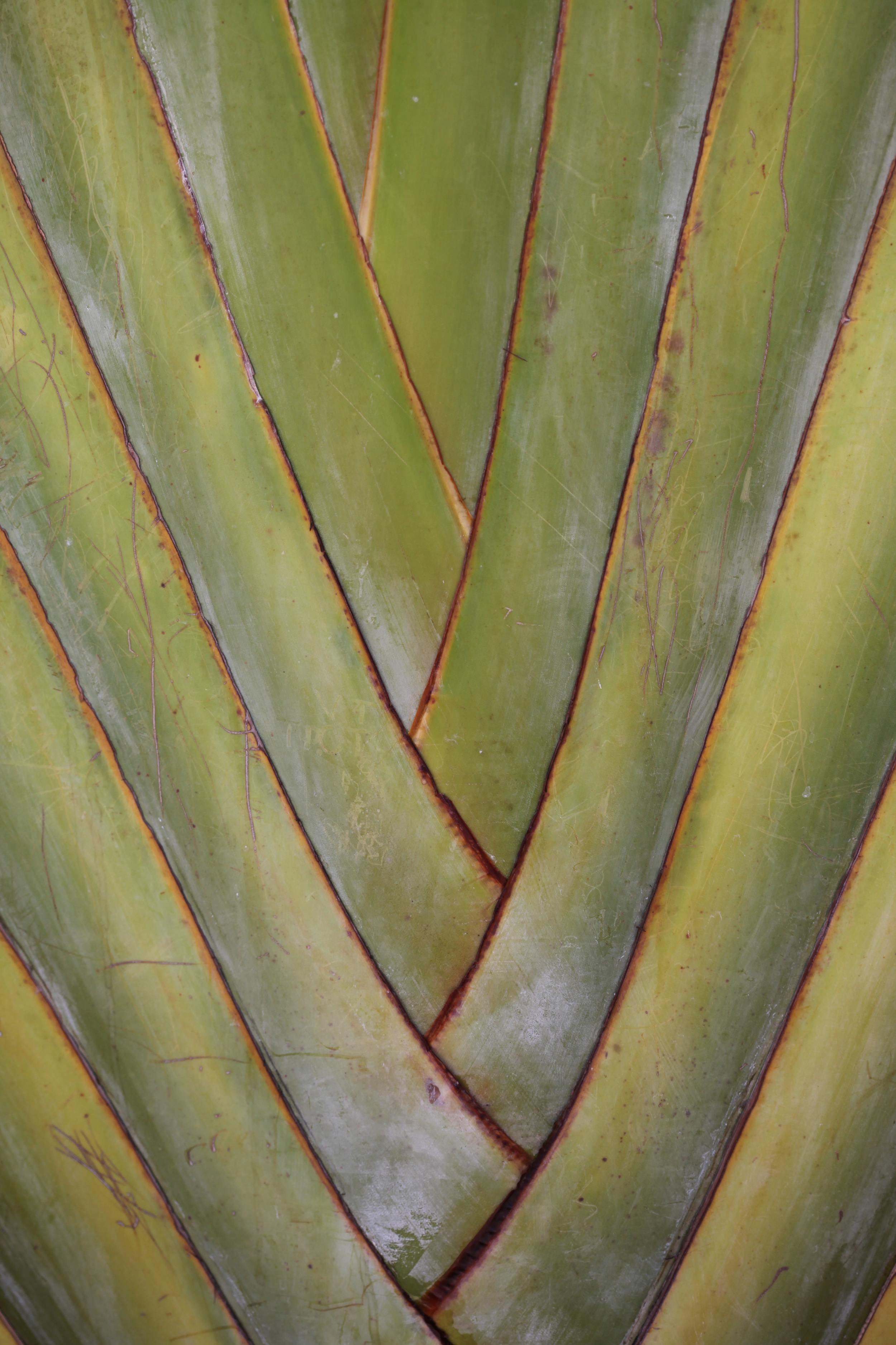 plant patterns at vinpearl, nha trang, vietnam