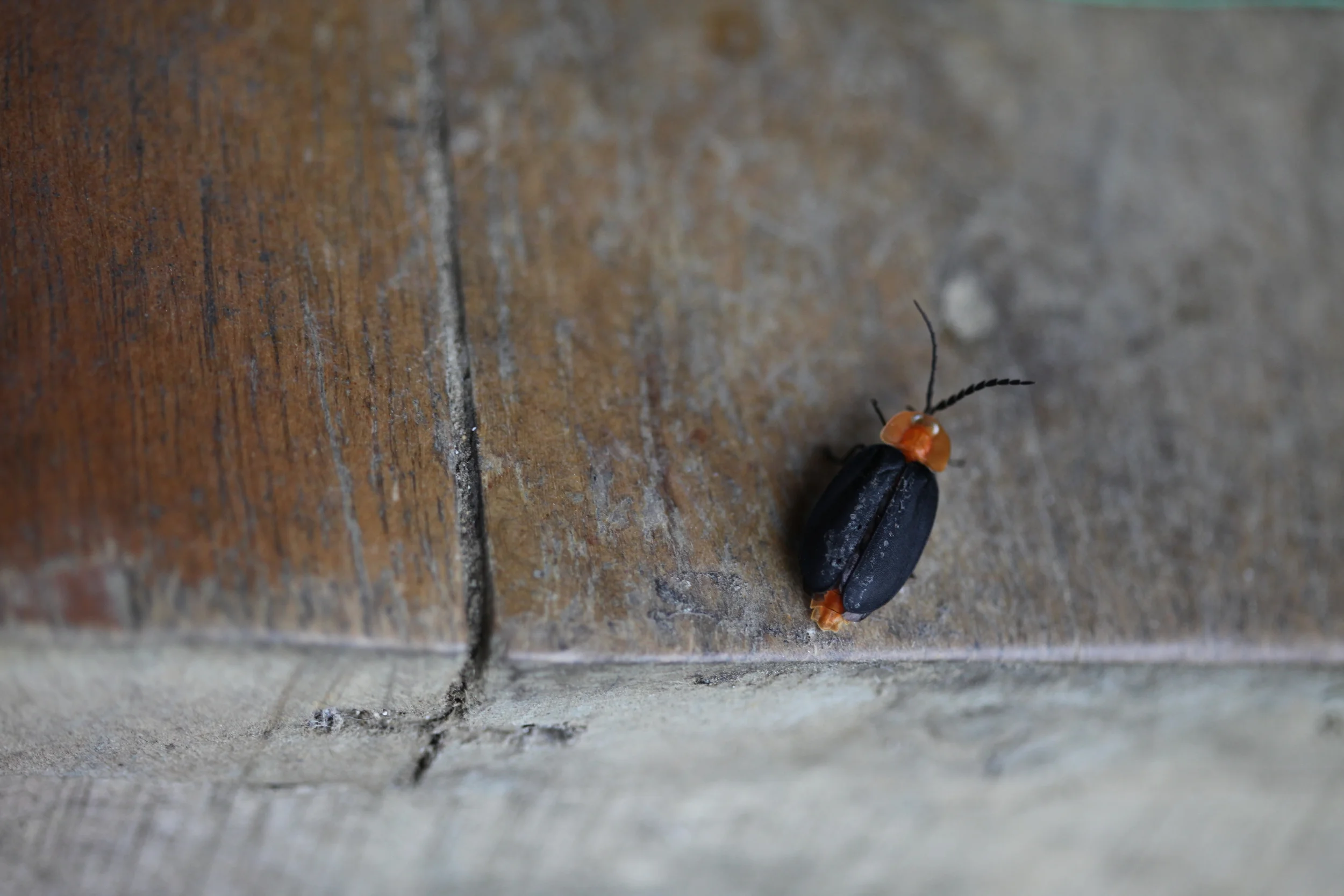 lucidota atra beetle with orange head, sapa, vietnam