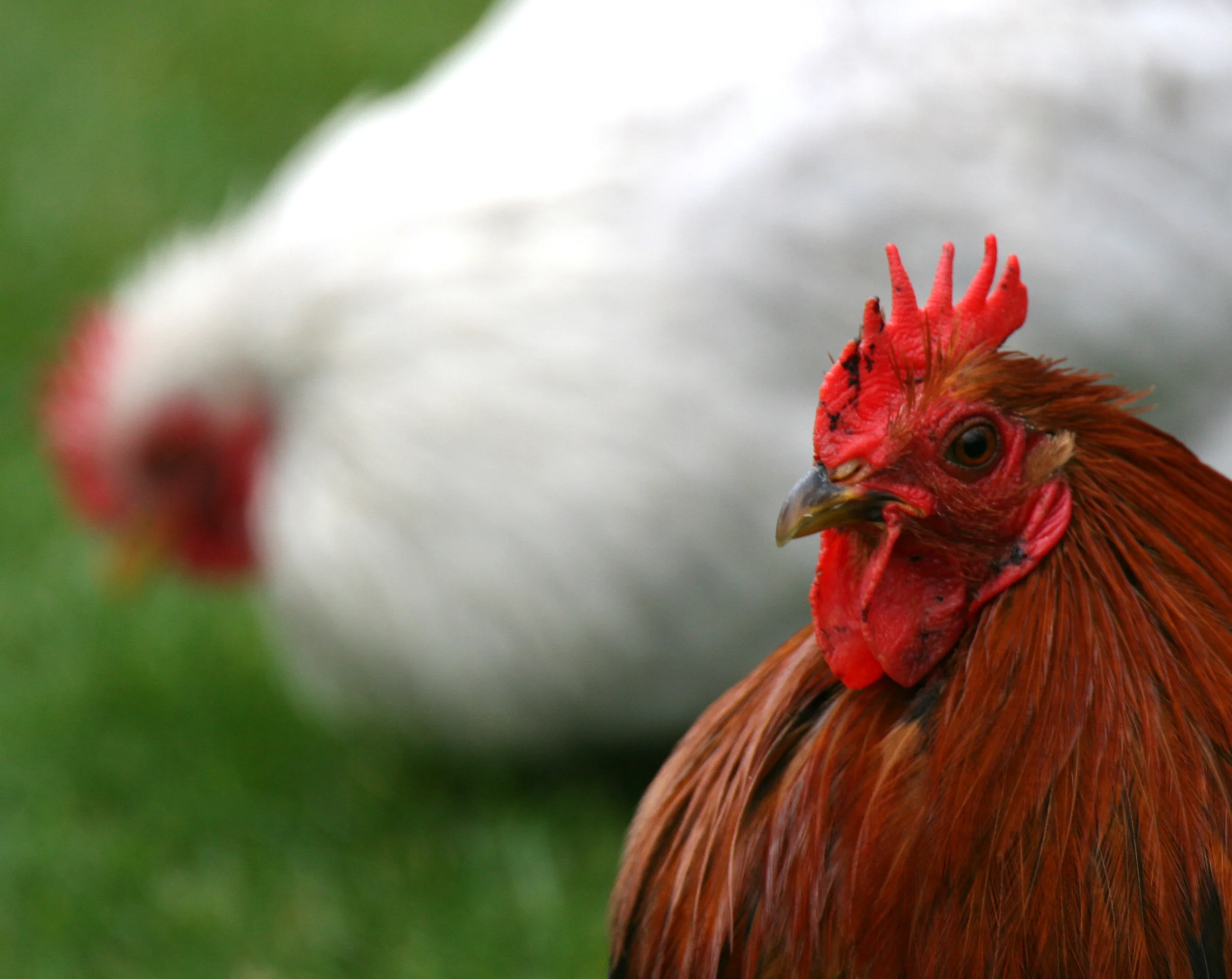 chickens in contrast, keukenhof park, netherlands