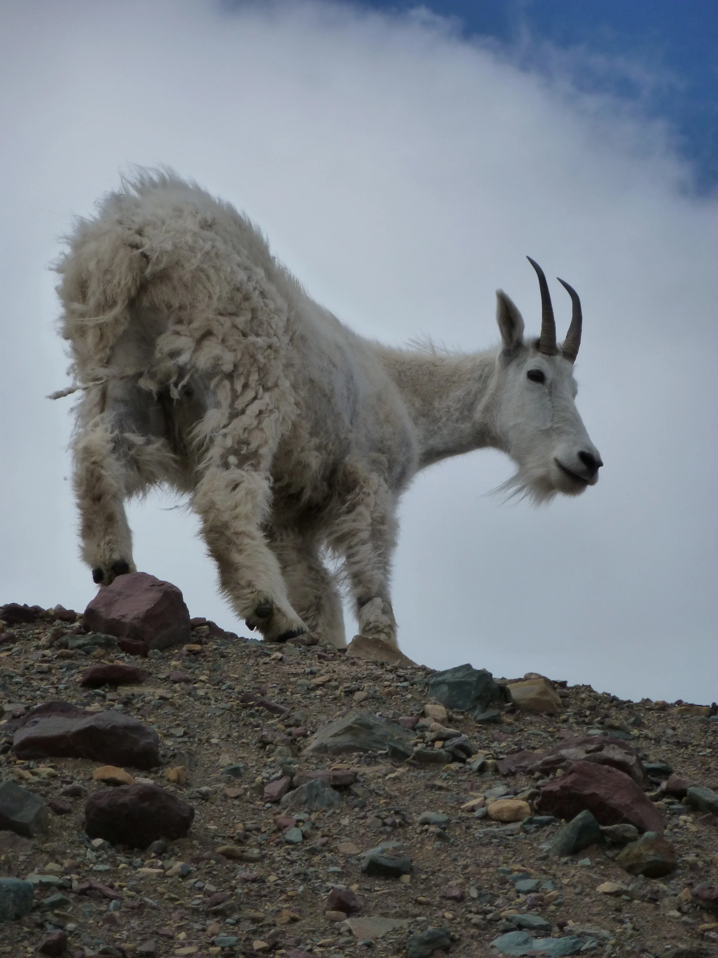mountain goat on hidden valley trail, glacier national park, montana, usa