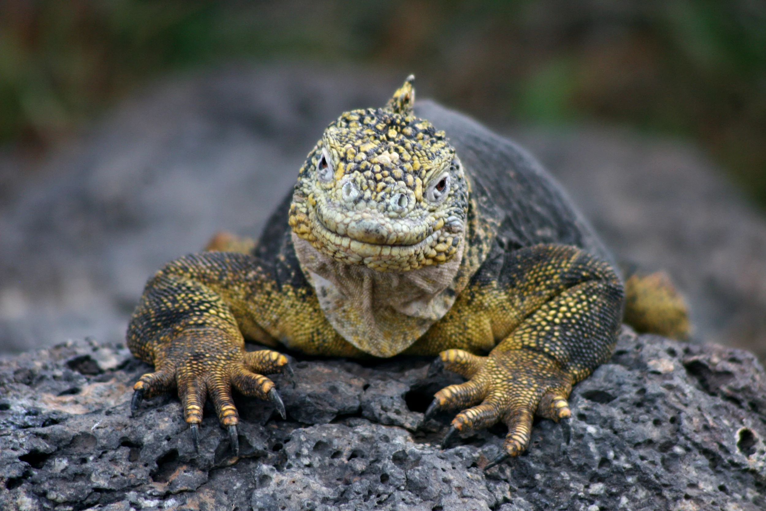 land iguana, galapagos islands, ecuador