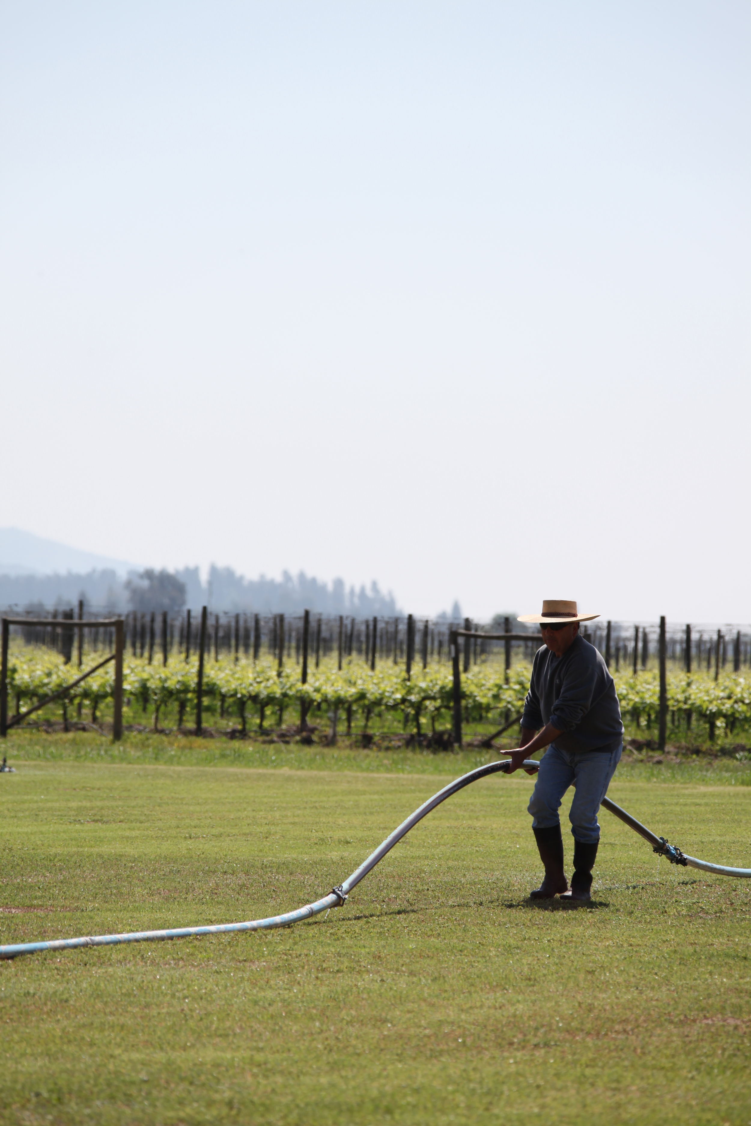 field worker, laura hartwig winery, santa cruz, chile