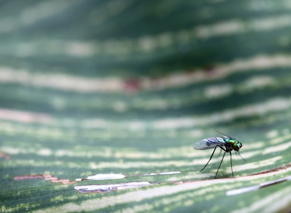 fly close up macro, brook green gardens, south carolina, usa