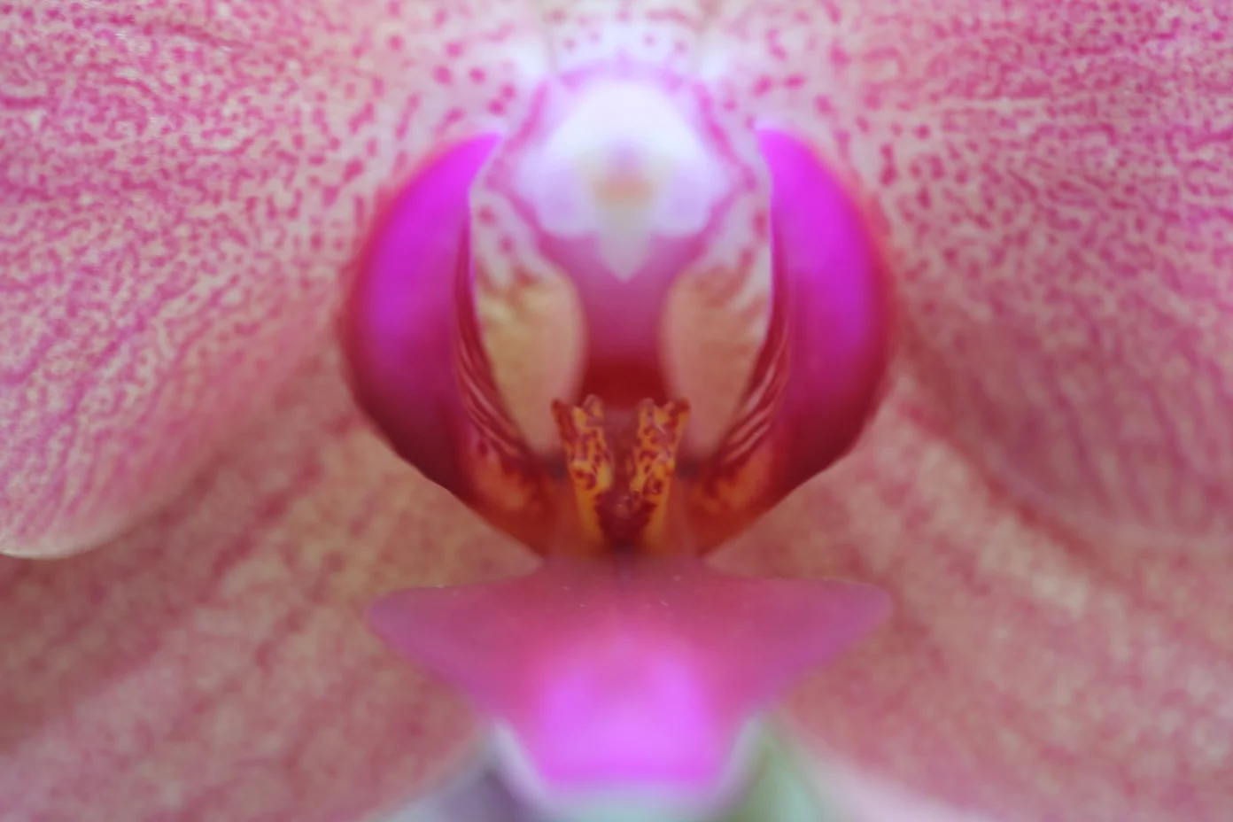 orchid macro, bronx botanical garden, new york, usa