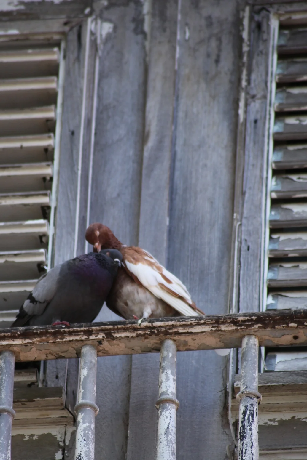 affectionate pidgeons, san juan, puerto rico, usa