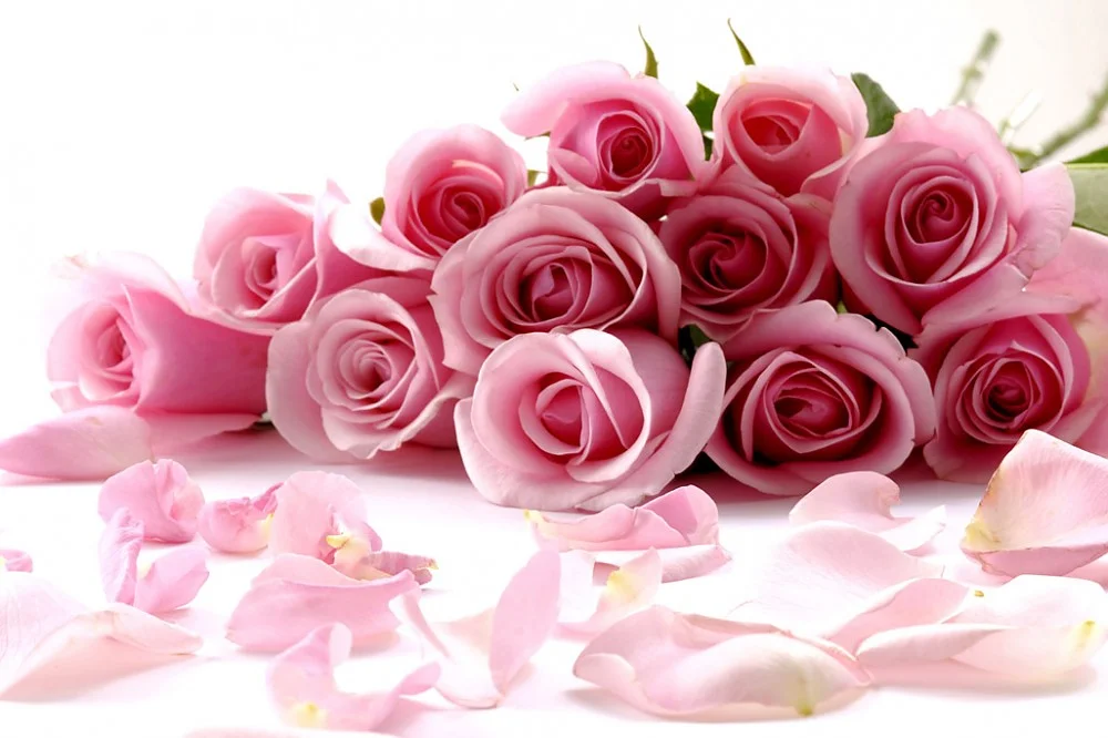 roses.jpg