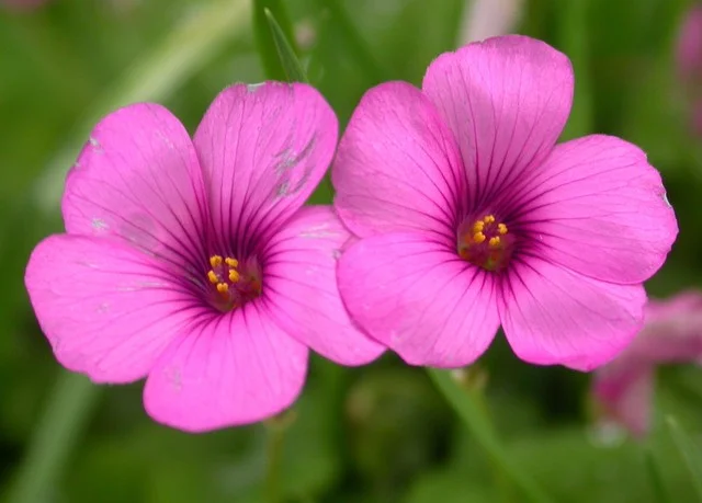 A Cornwall Flower Open.JPG
