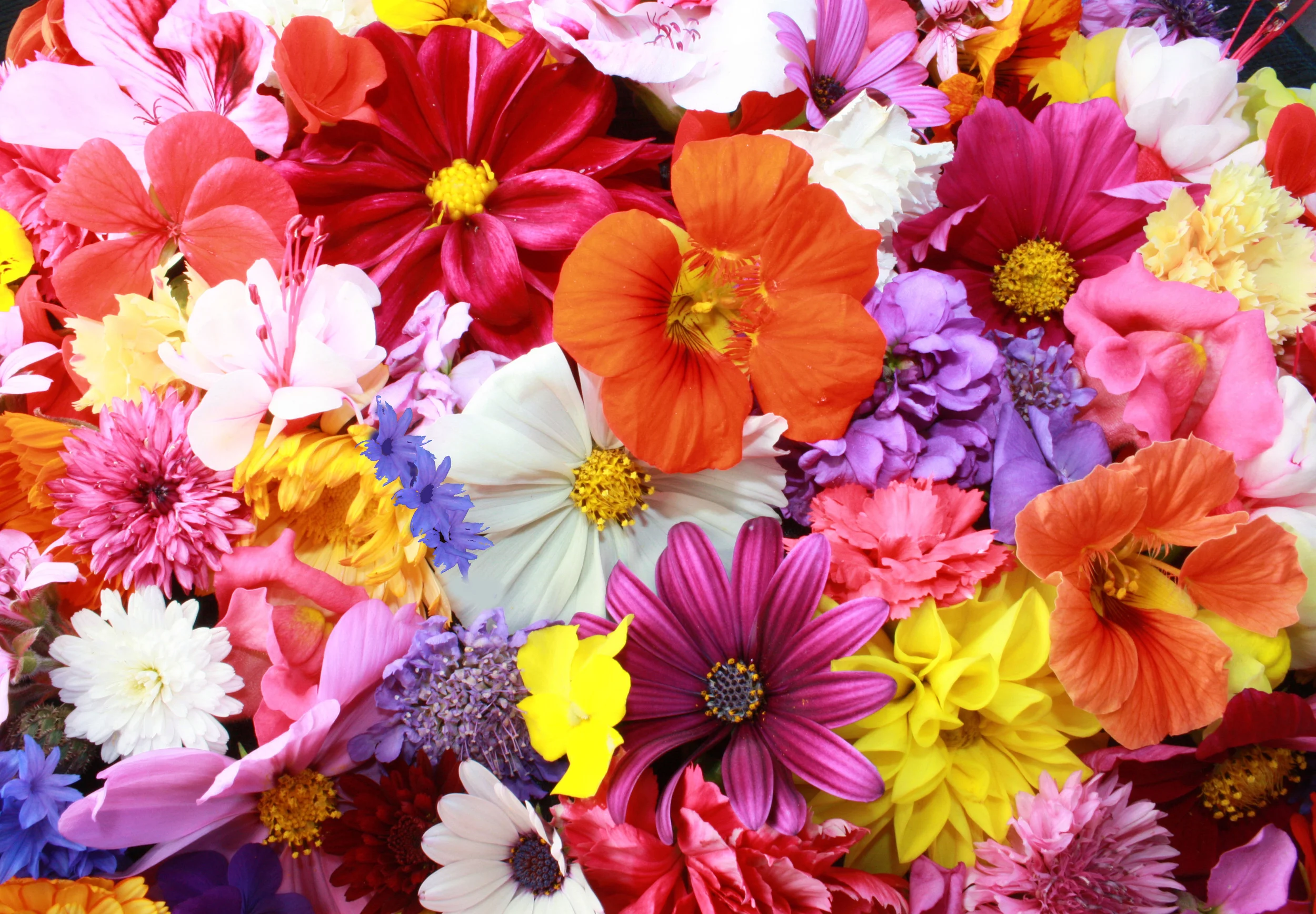 spring flowers.jpg