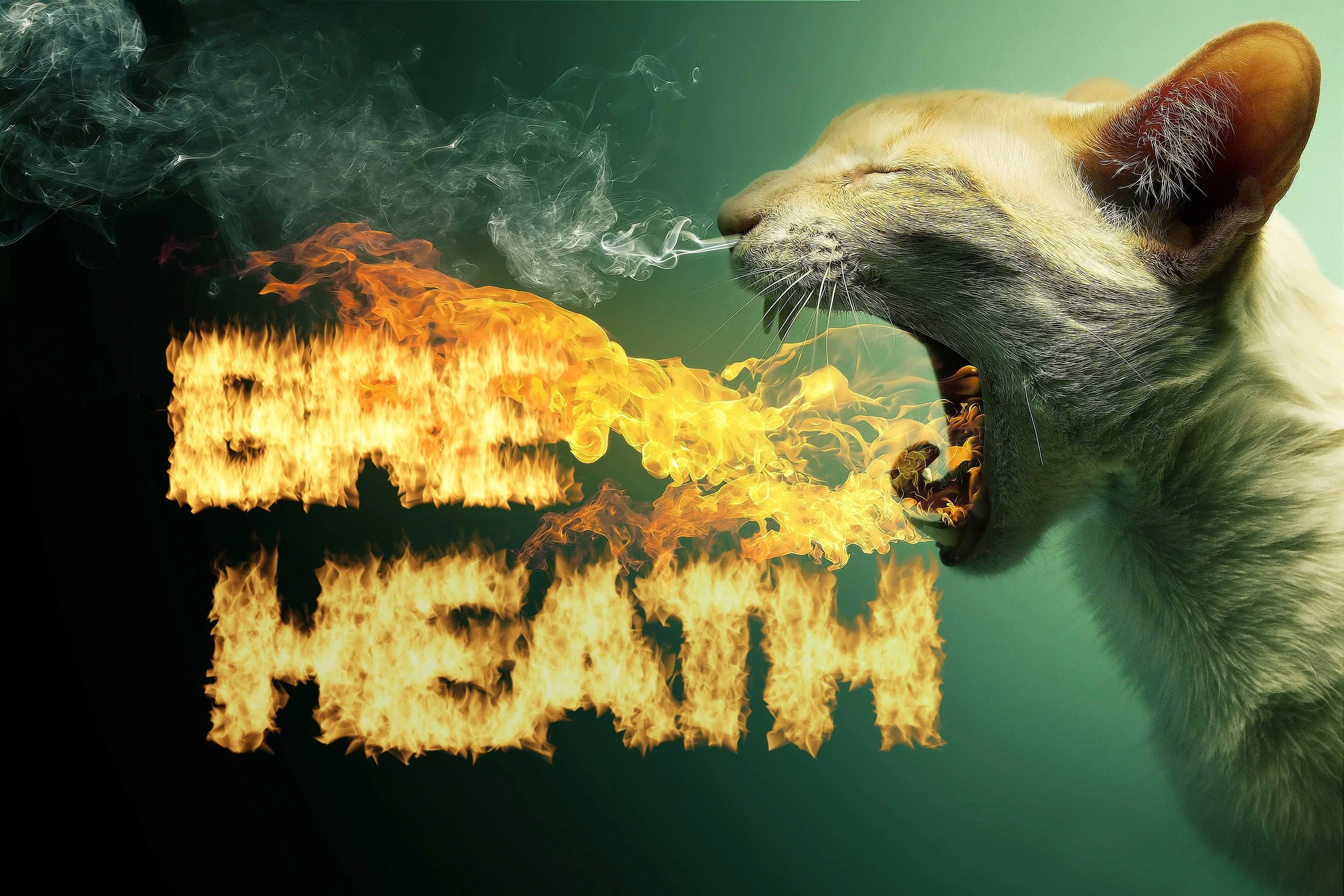 Cat-Breathing-Fire-4.jpg