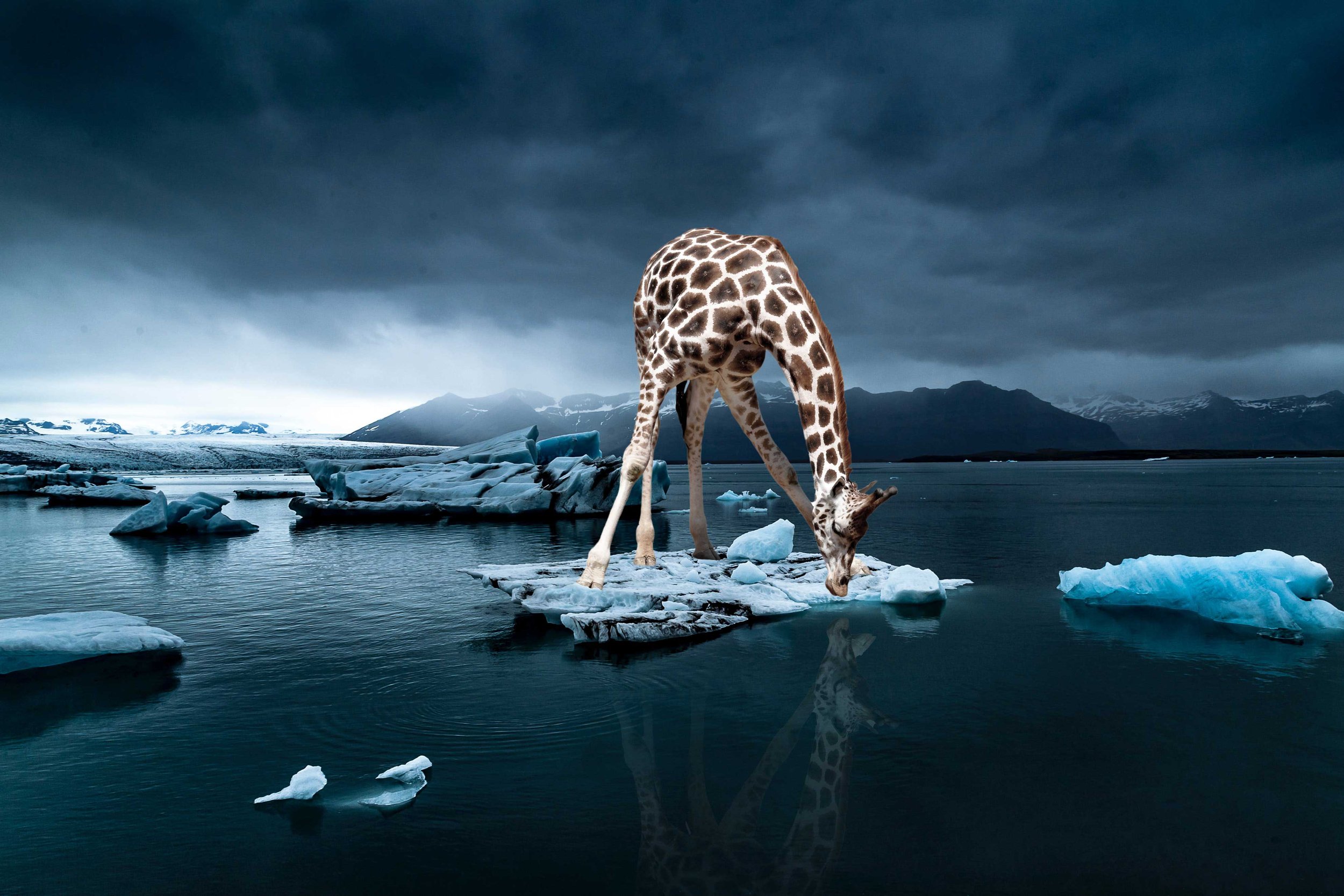 Giraffe-Ice-1.jpg