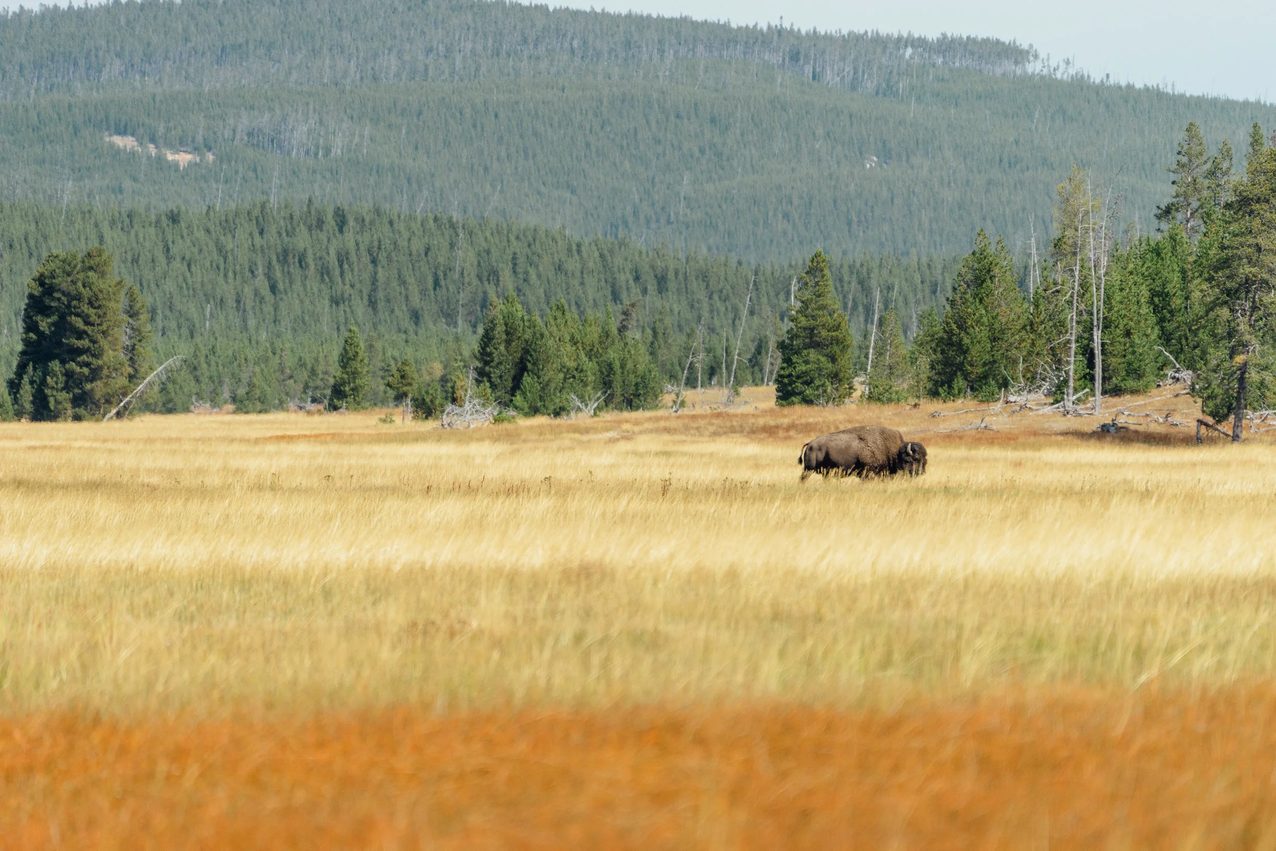 First bison spotted! We got very excited. Little that we know we’d be seeing them everywhere.