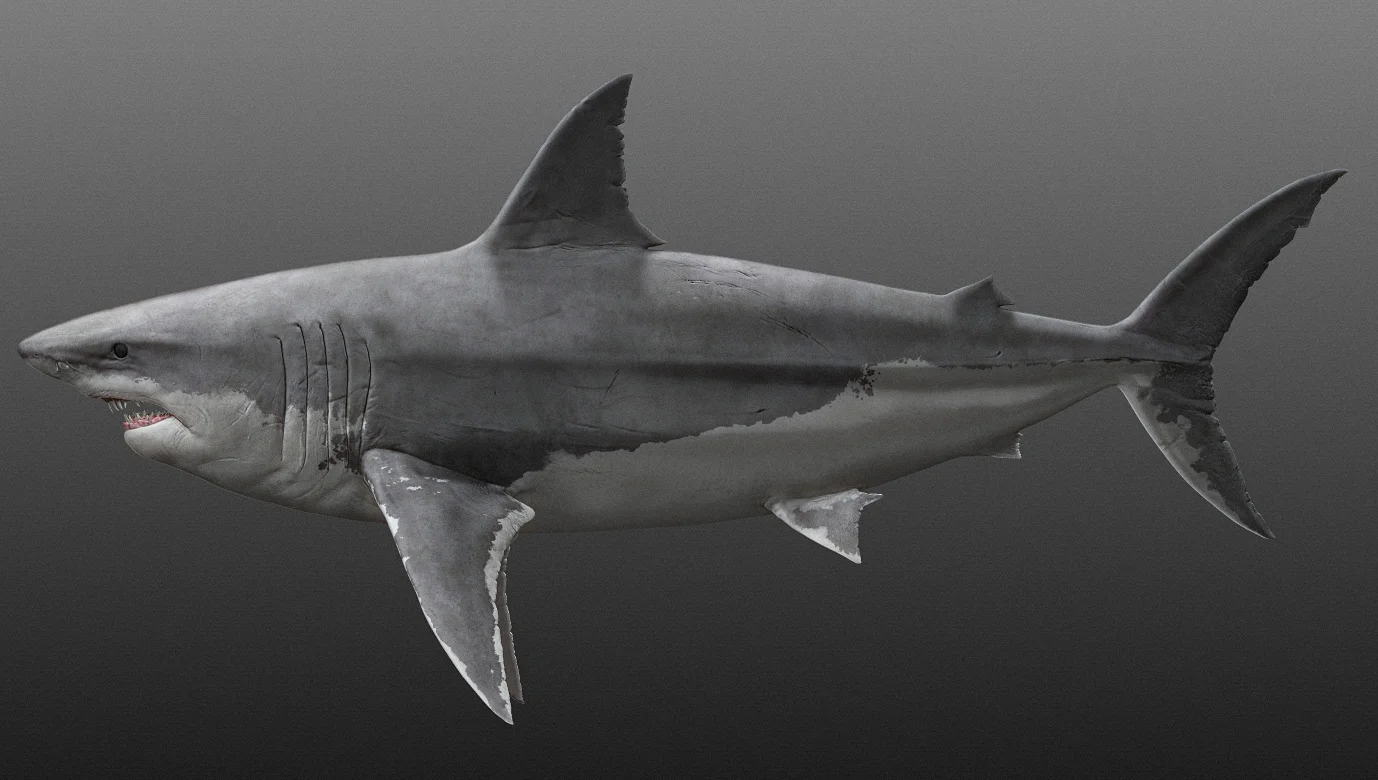 Megalodon
