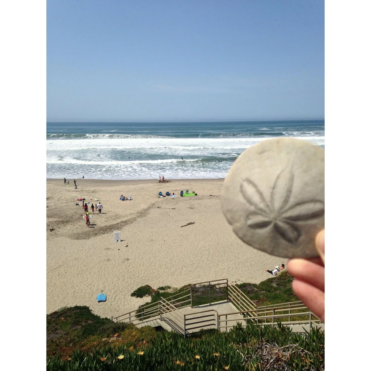 AP Sand dollar photo.jpg