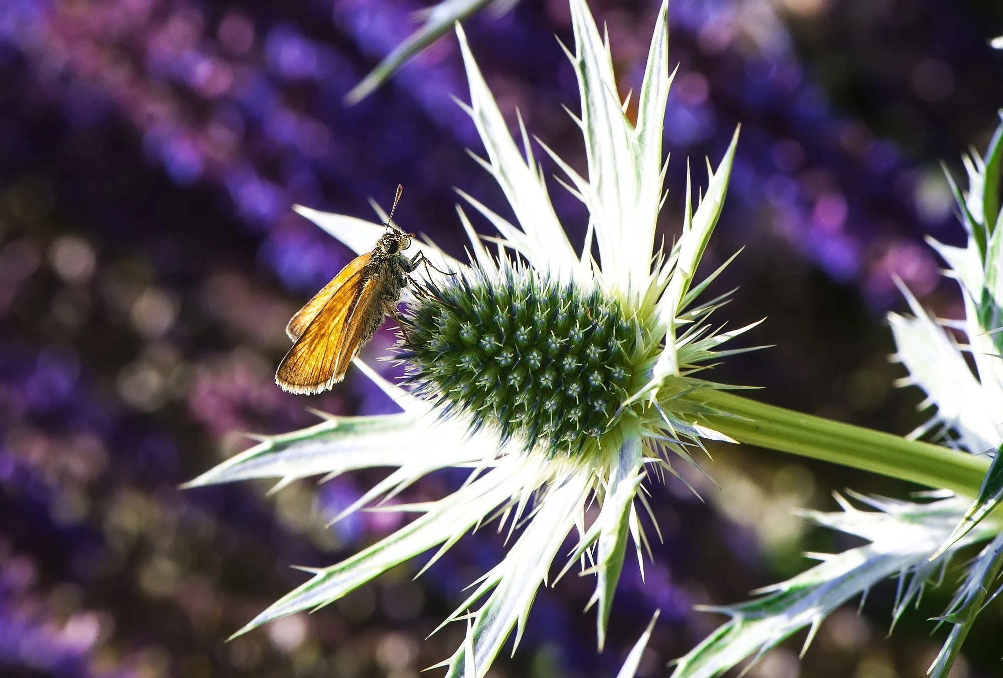 Distel.jpeg