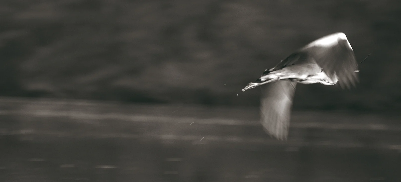 Reiher im Flug