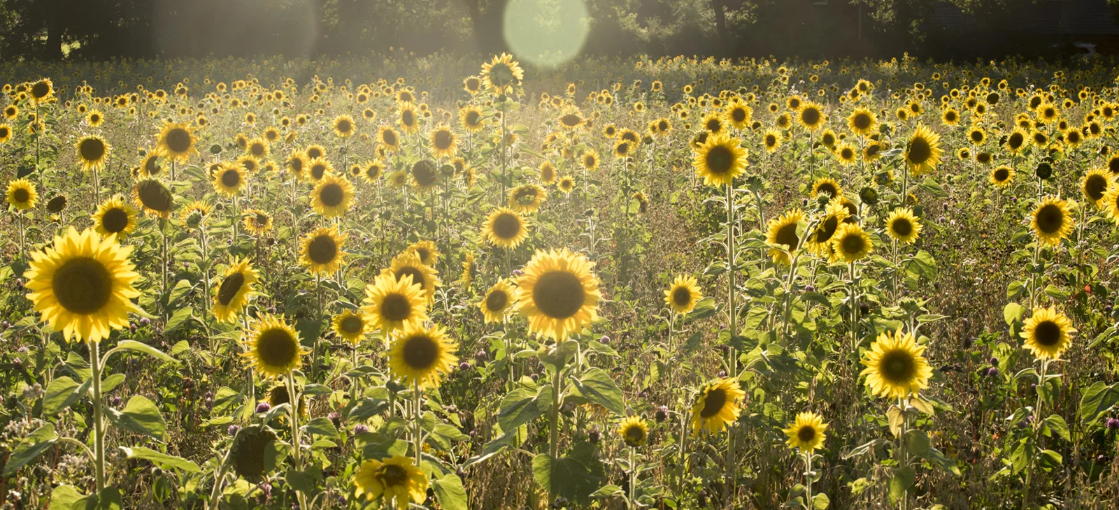Sonnenblumenfeld