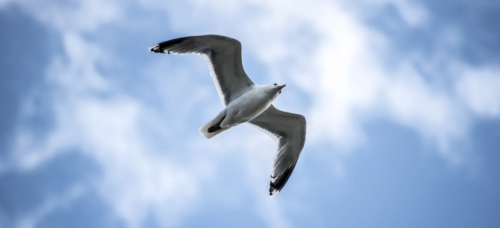Möwe im Flug