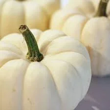 All about pumpkins_white times!
