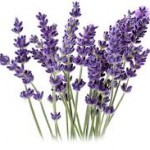 images-2-150x150.jpeg